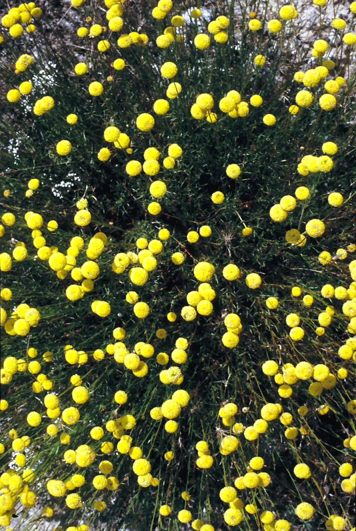 Green Lavender Cotton (Santolina Rosmarinifolia) — needle-like leaves resembling rosemary