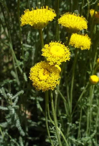 Green Lavender Cotton (Santolina Rosmarinifolia) — making it suitable for xeriscaping and traditional garden borders; needle-like leaves resembling rosemary
