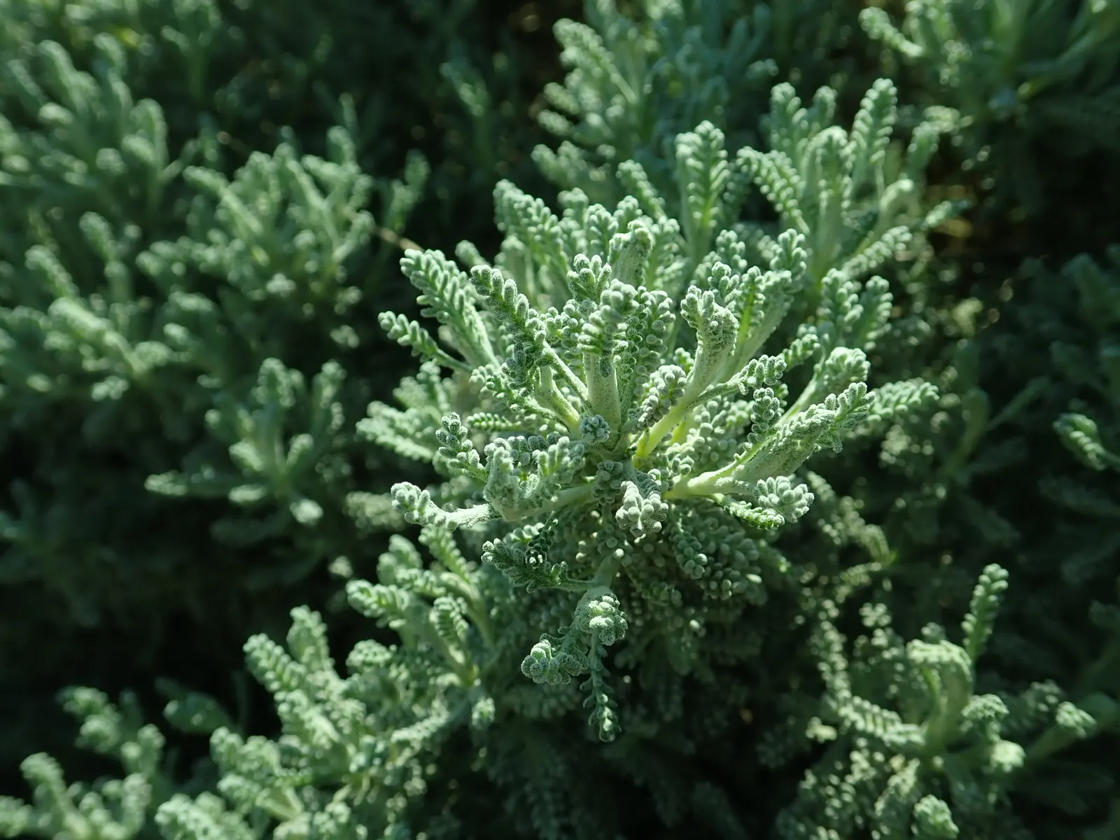 Green Lavender Cotton (Santolina Rosmarinifolia) — It reaches 2-3 feet in height and spreads 3-4 feet wide; is an evergreen subshrub that brings a, image 58