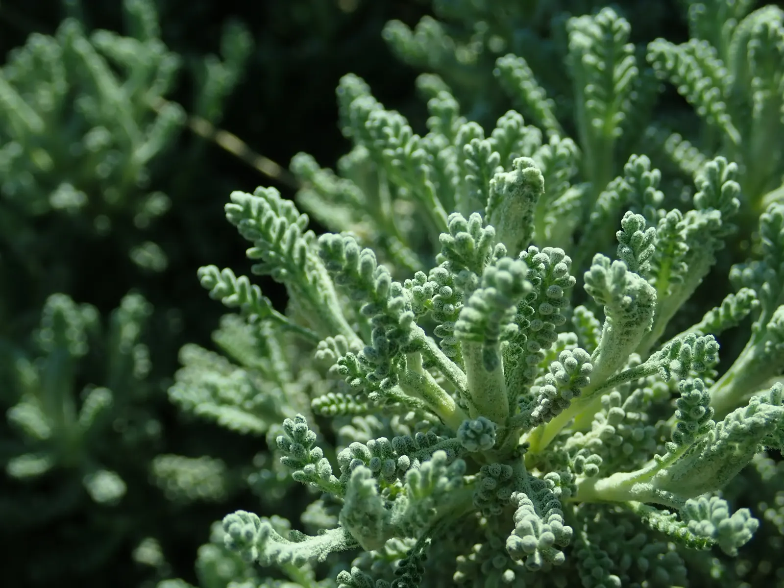 Green Lavender Cotton (Santolina Rosmarinifolia) — which resembles that of rosemary and displays a vibrant green hue; needle-like leaves resembling rosemary