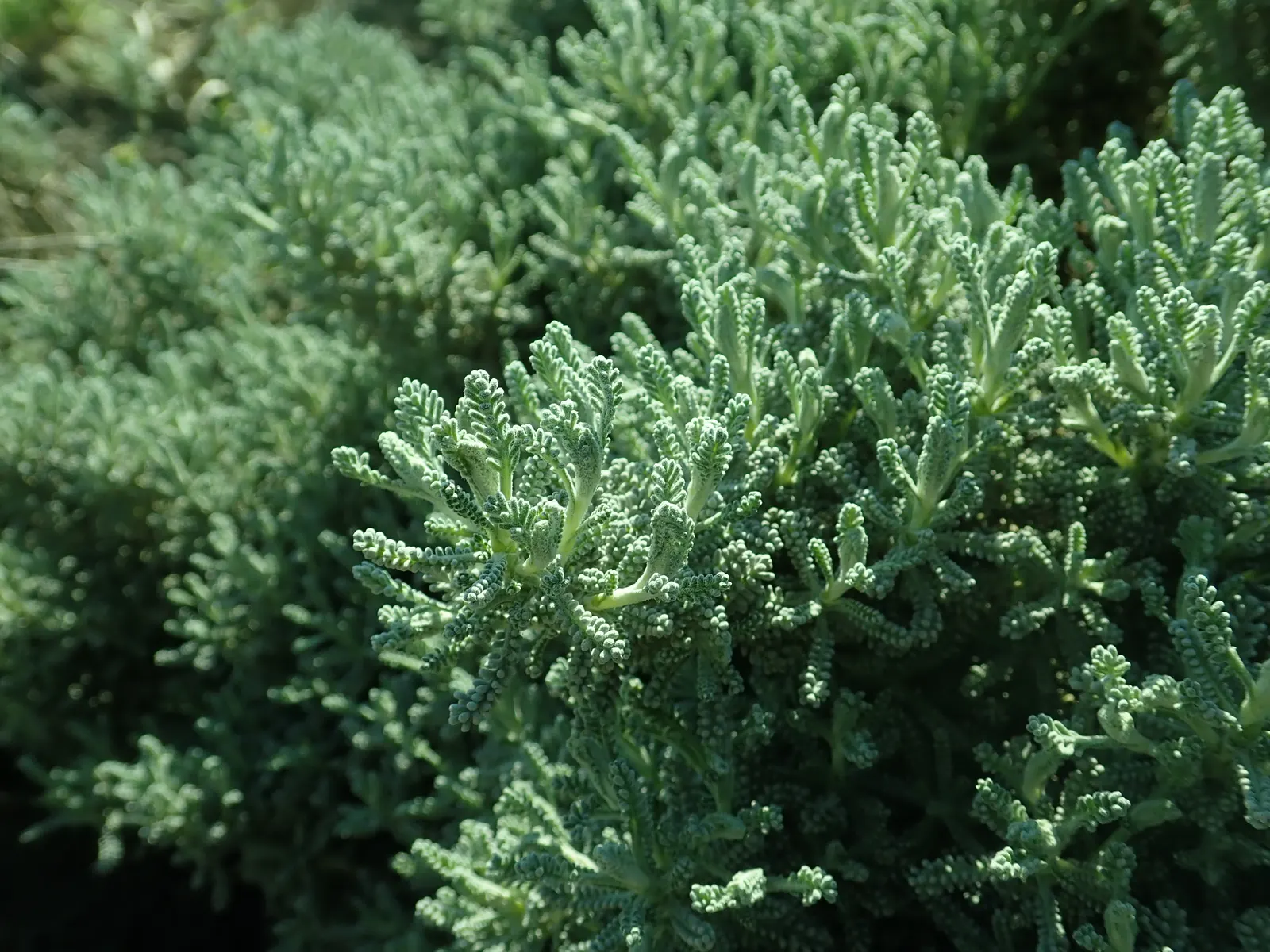 Green Lavender Cotton (Santolina Rosmarinifolia) — perennial / shrub with yellow blooms; plant Santolina rosmarinifolia in well-drained soils; it is