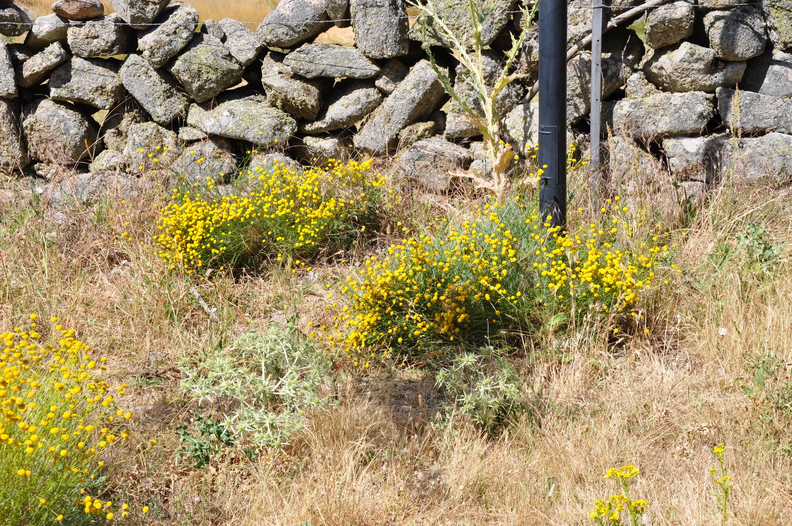 Green Lavender Cotton (Santolina Rosmarinifolia) — This resilient and versatile plant is recognized for its fine; lending itself seamlessly to water-wise