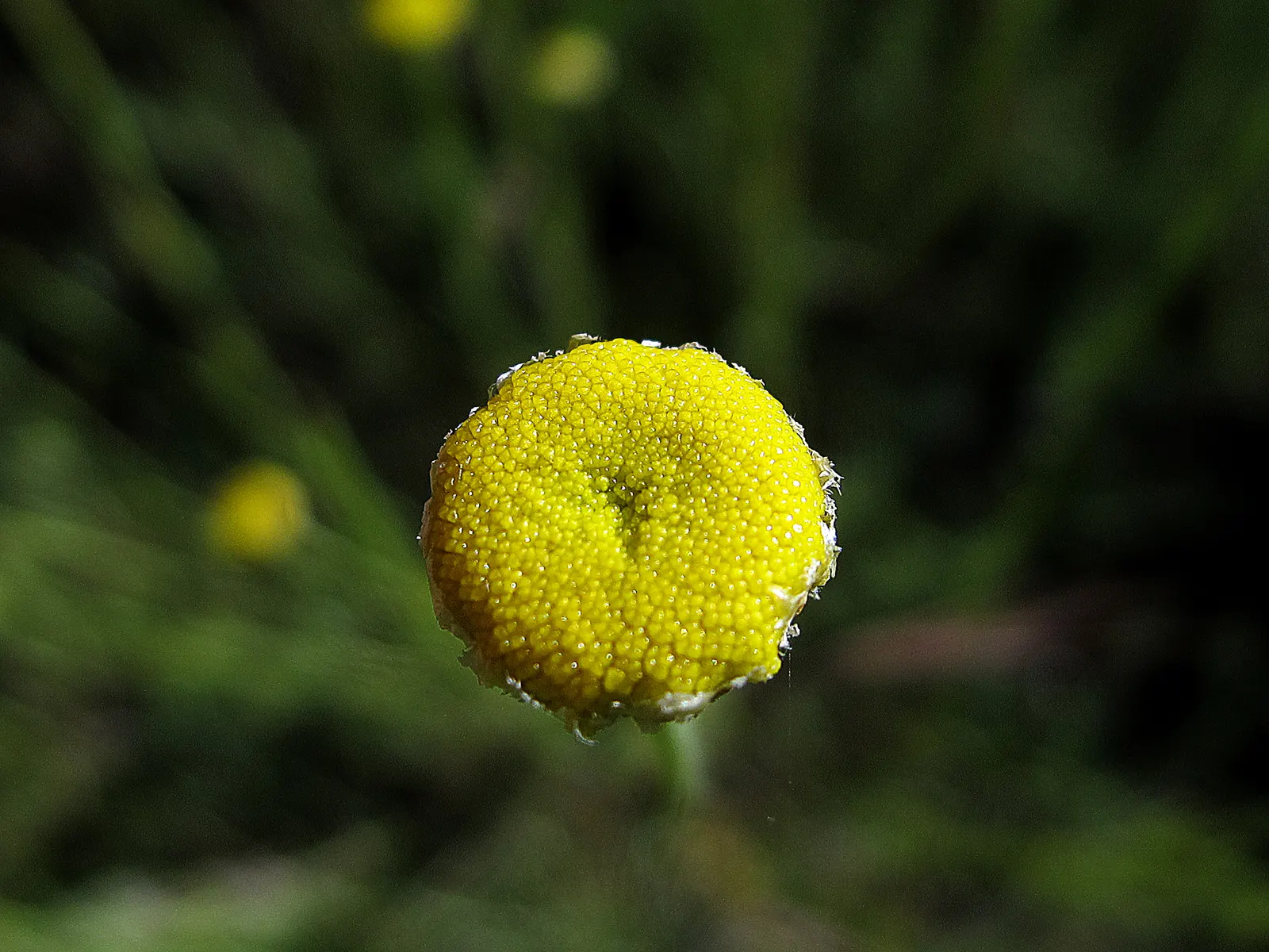 Green Lavender Cotton (Santolina Rosmarinifolia) — requiring minimal watering and thriving with just an annual pruning to shape and promote denser foliage