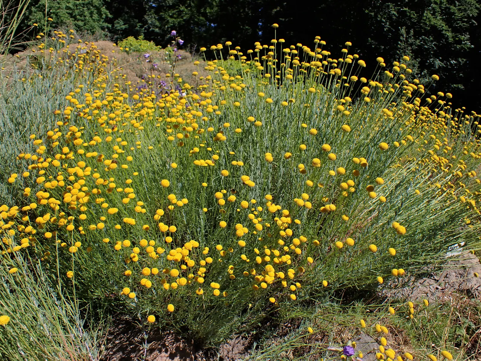 Green Lavender Cotton (Santolina Rosmarinifolia) — which resembles that of rosemary and displays a vibrant green hue