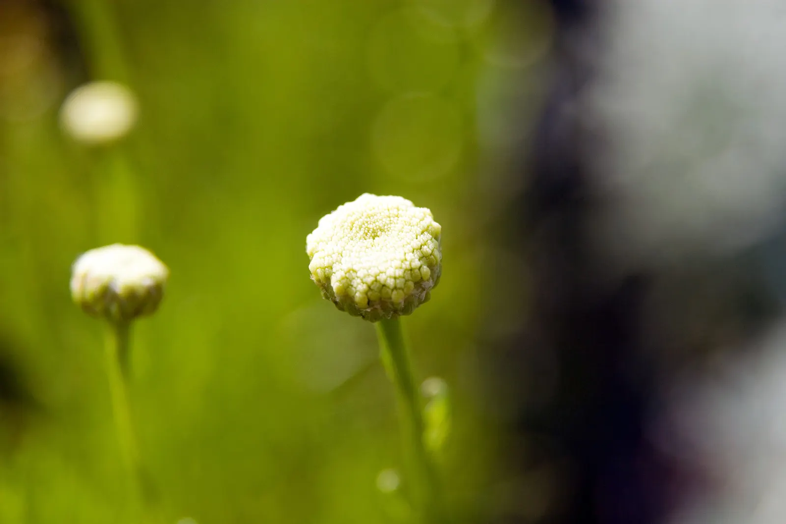 Green Lavender Cotton (Santolina Rosmarinifolia) — yellow flowers in the garden; is an evergreen subshrub that brings a touch of aromatic Mediterranean charm