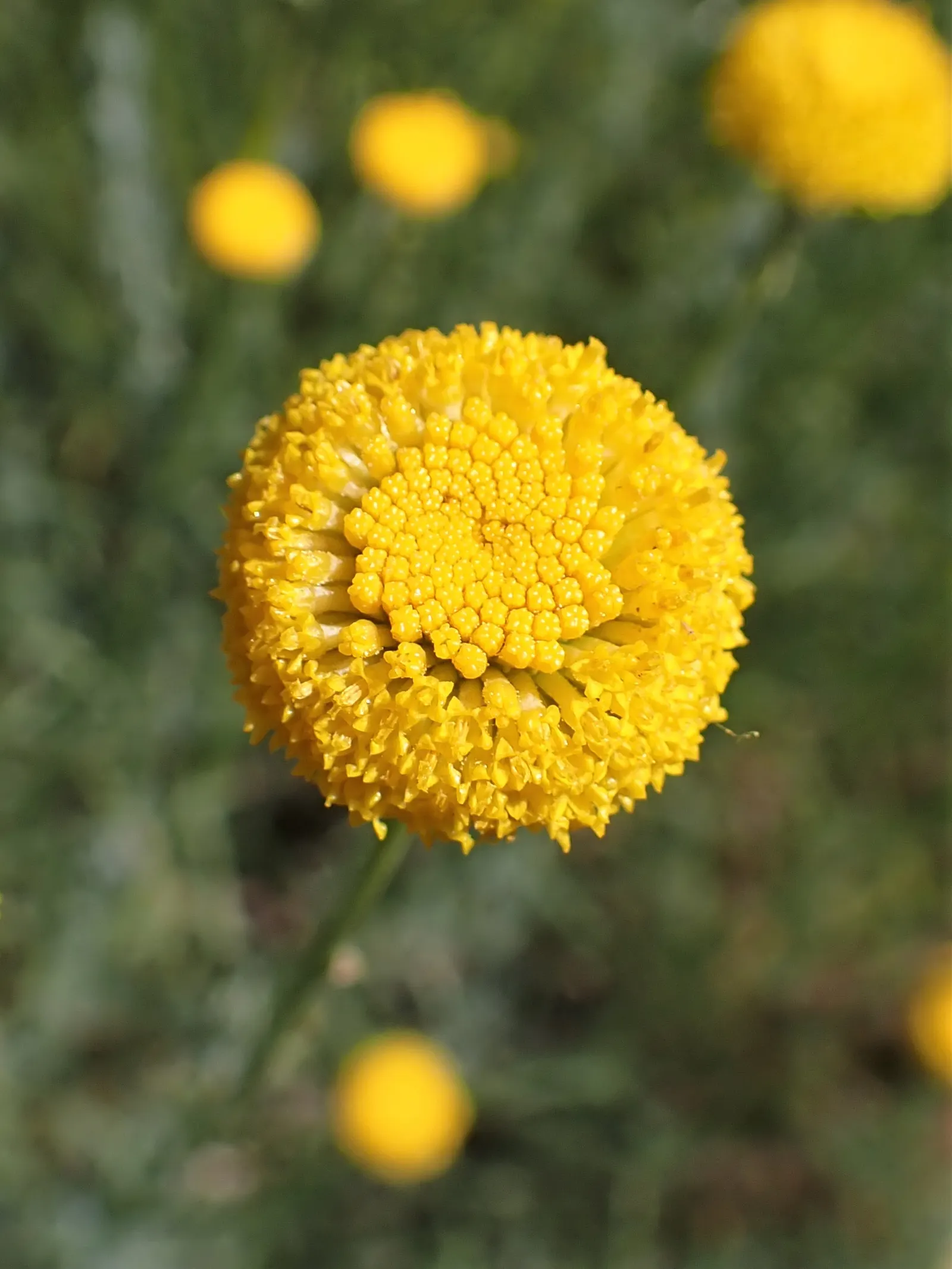 Green Lavender Cotton (Santolina Rosmarinifolia) — plant Santolina rosmarinifolia in well-drained soils; it is particularly tolerant of dry