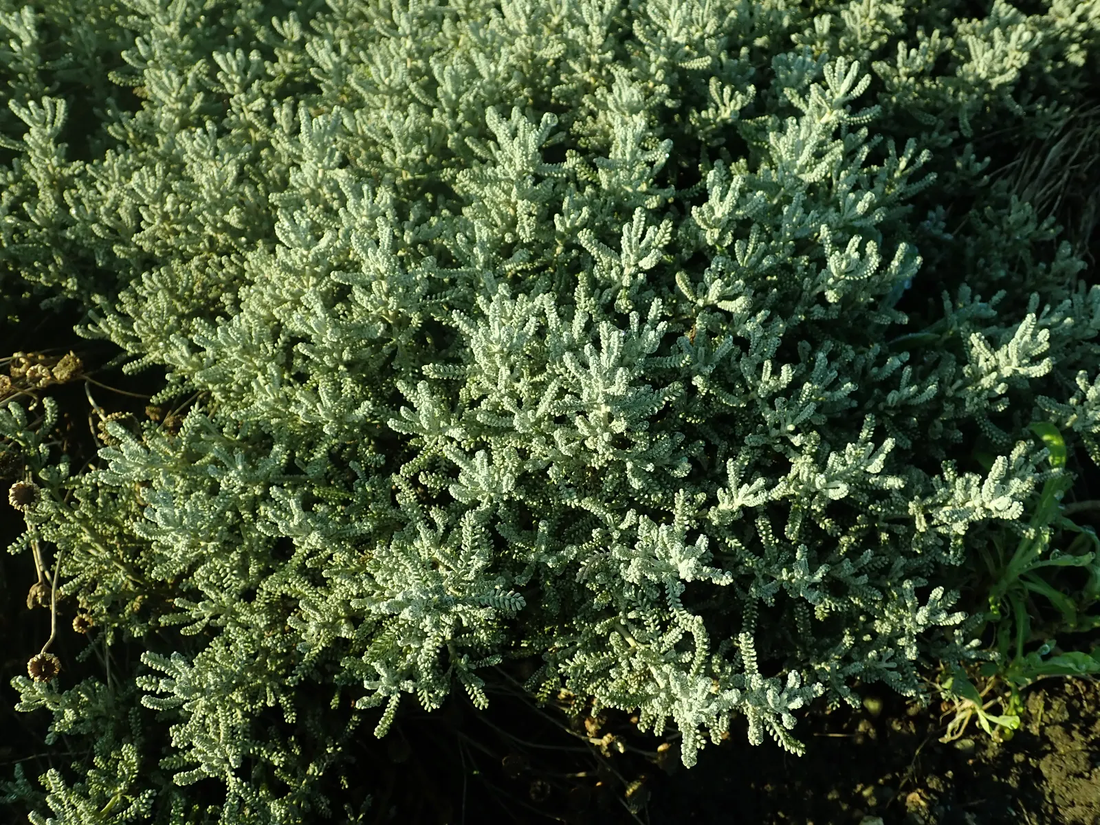 Green Lavender Cotton (Santolina Rosmarinifolia) — ensuring success in a broad range of temperate climates.<br><br>For optimal health and appearance