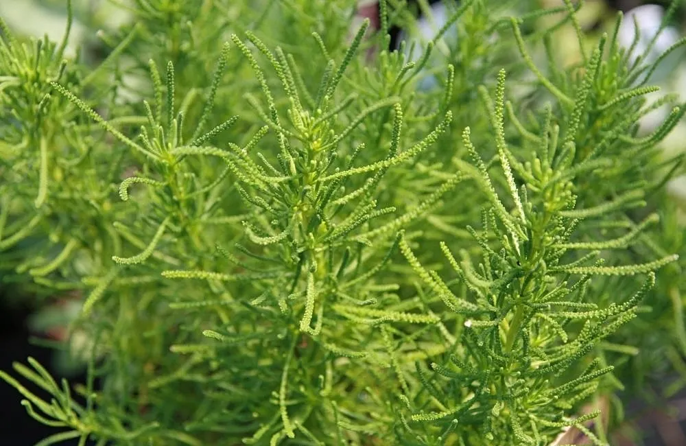 Green Lavender Cotton (Santolina Rosmarinifolia) — is an evergreen subshrub that brings a touch of aromatic Mediterranean charm to any landscape; plant