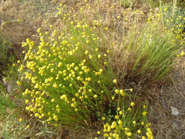 Green Lavender Cotton (Santolina Rosmarinifolia) — The leaves emit a pleasant scent when bruised; is an evergreen subshrub that brings a touch of aromatic
