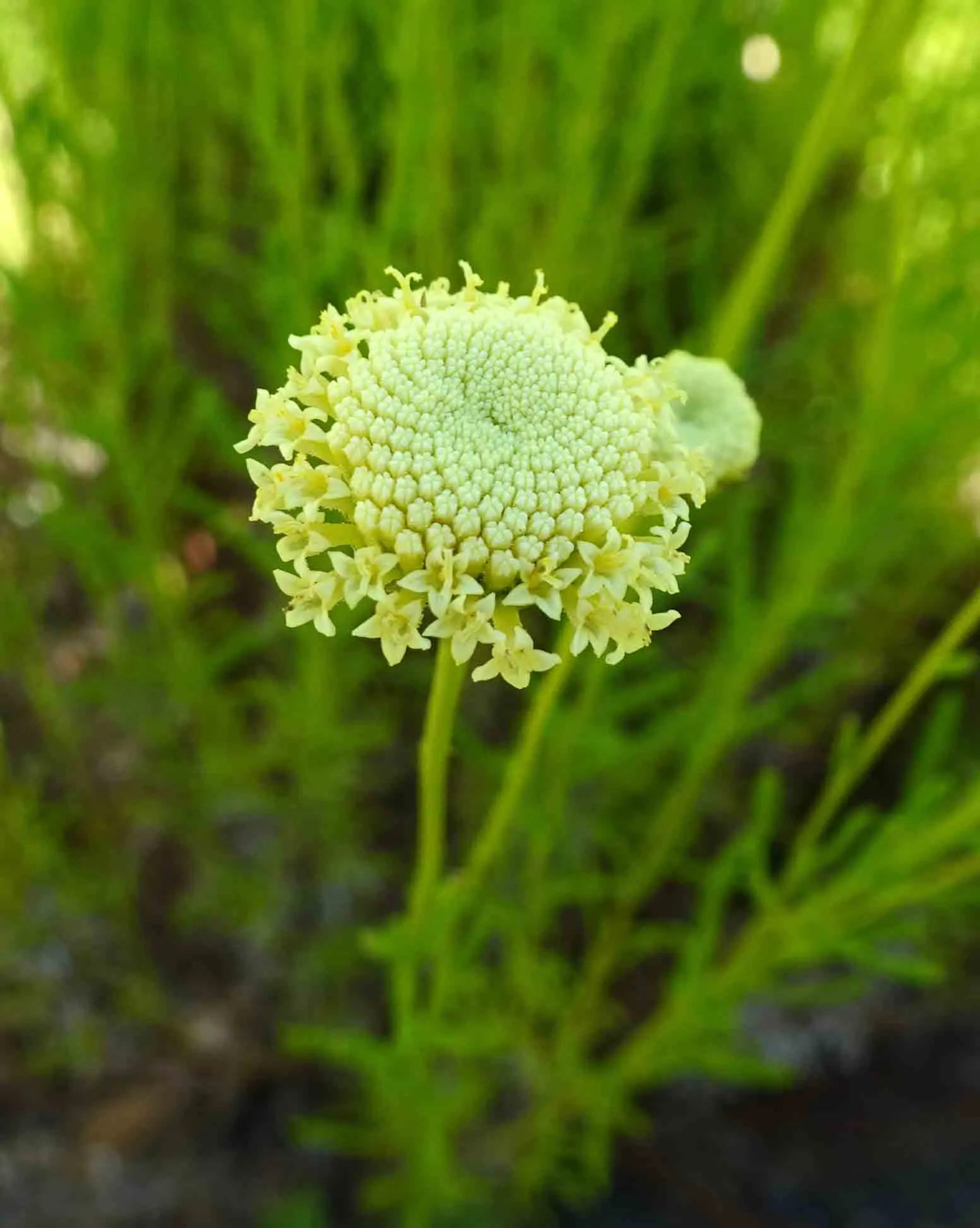 Green Lavender Cotton (Santolina Rosmarinifolia) — which remain vibrant green year-round; needle-like leaves resembling rosemary