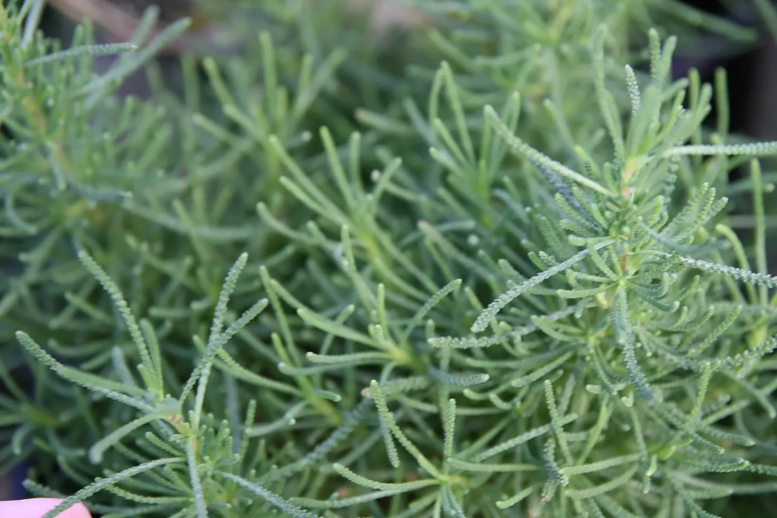 Green Lavender Cotton (Santolina Rosmarinifolia) — perennial / shrub with yellow blooms