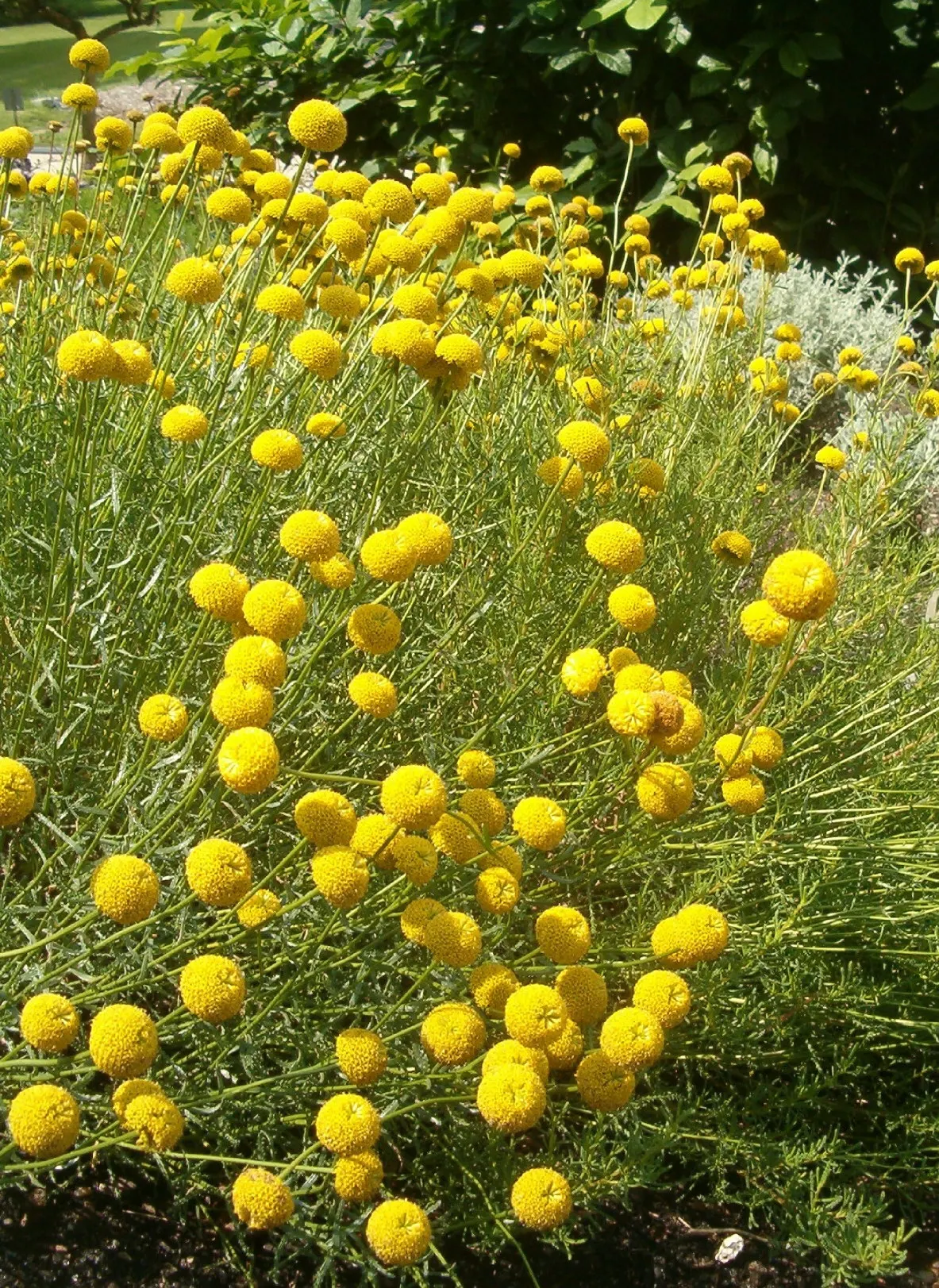 Green Lavender Cotton (Santolina Rosmarinifolia) — making it an excellent selection for gardens in areas with high deer populations; plant Santolina
