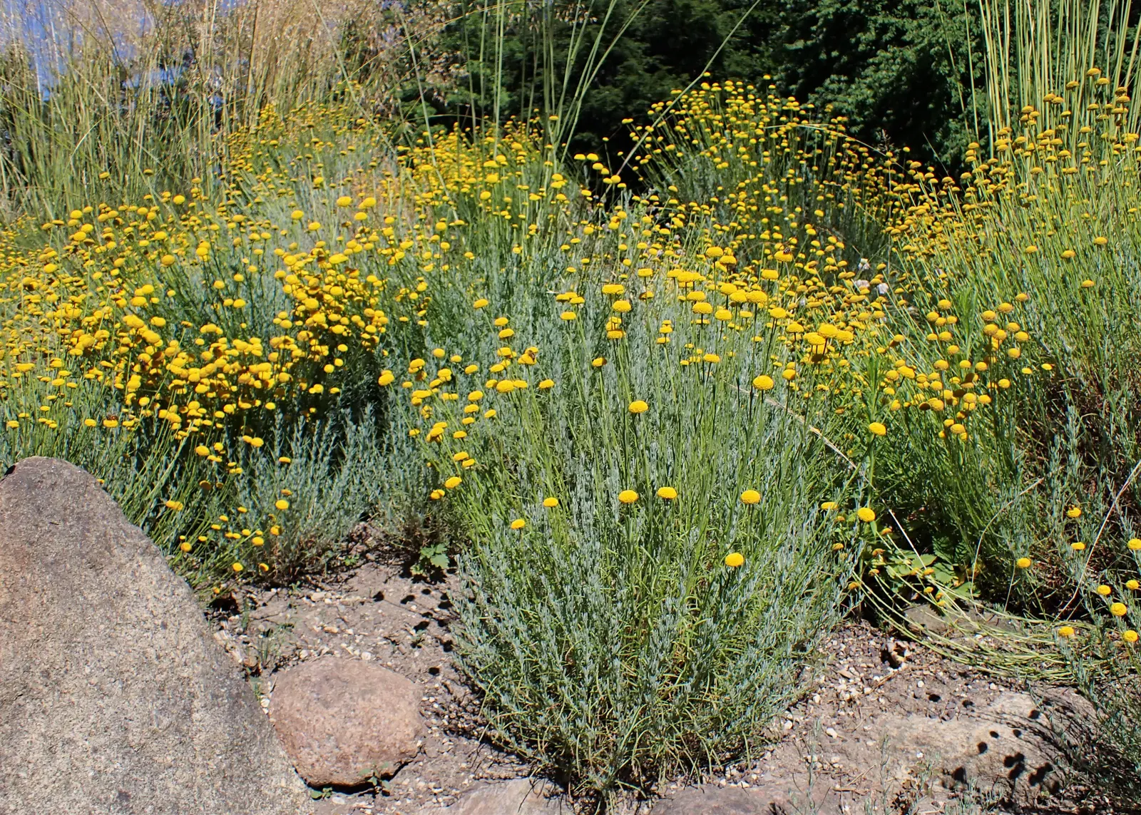 Green Lavender Cotton (Santolina Rosmarinifolia) — making it suitable for xeriscaping and traditional garden borders