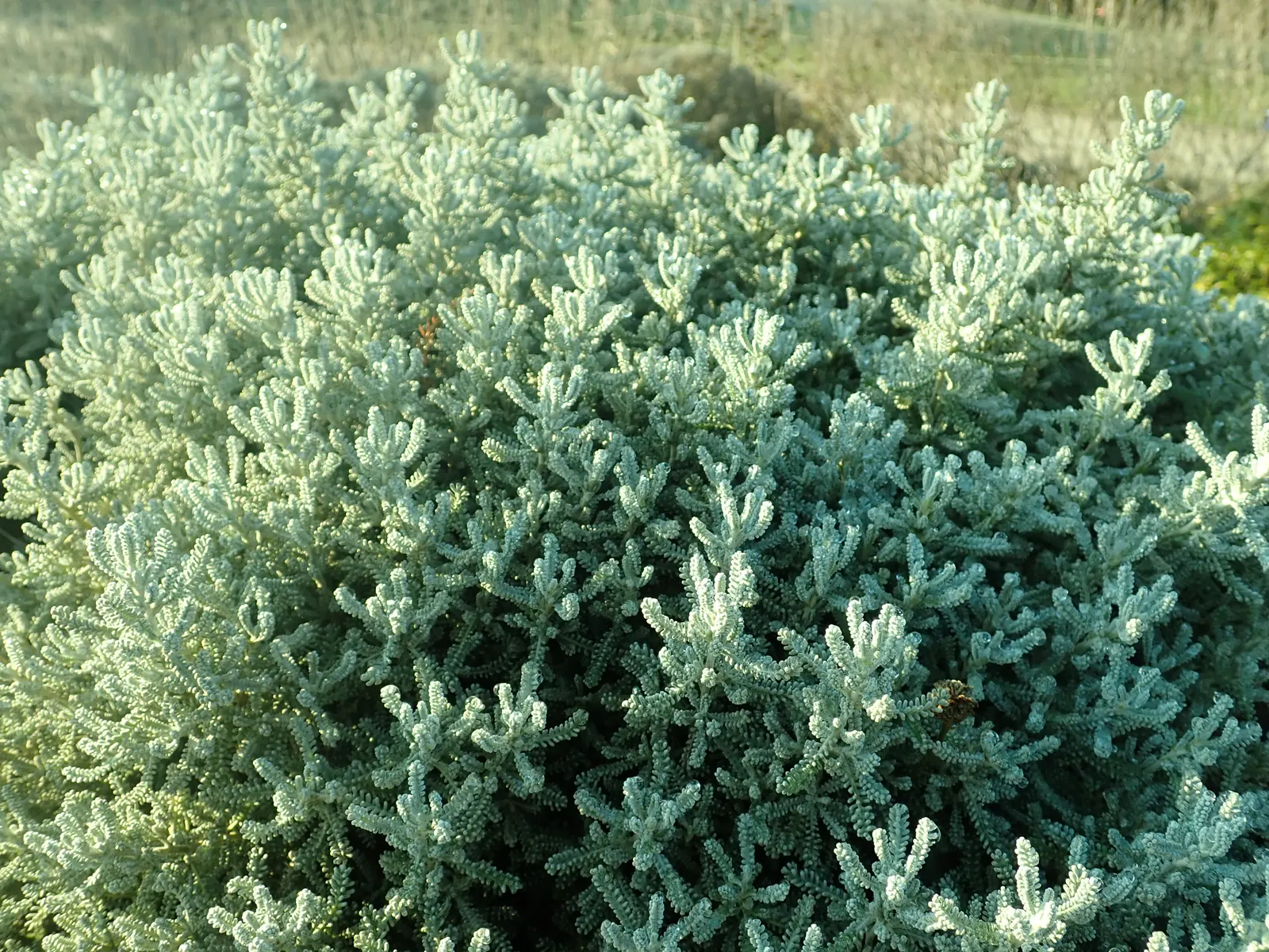Green Lavender Cotton (Santolina Rosmarinifolia) — lending itself seamlessly to water-wise garden designs