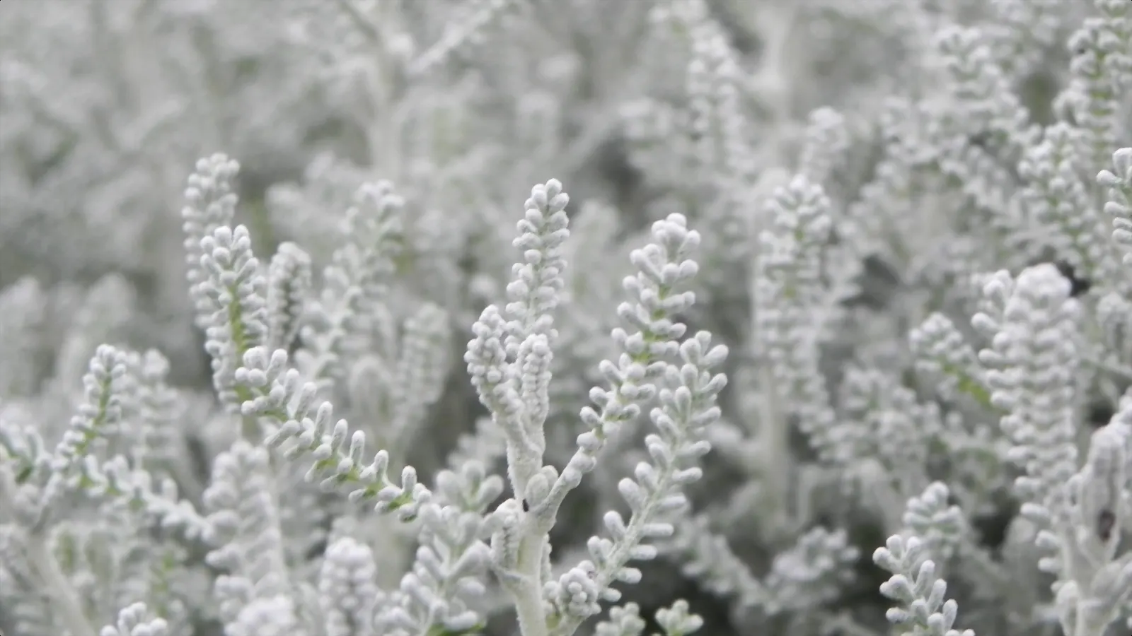 Green Lavender Cotton (Santolina Rosmarinifolia) — is an evergreen subshrub that brings a touch of aromatic Mediterranean charm to any landscape