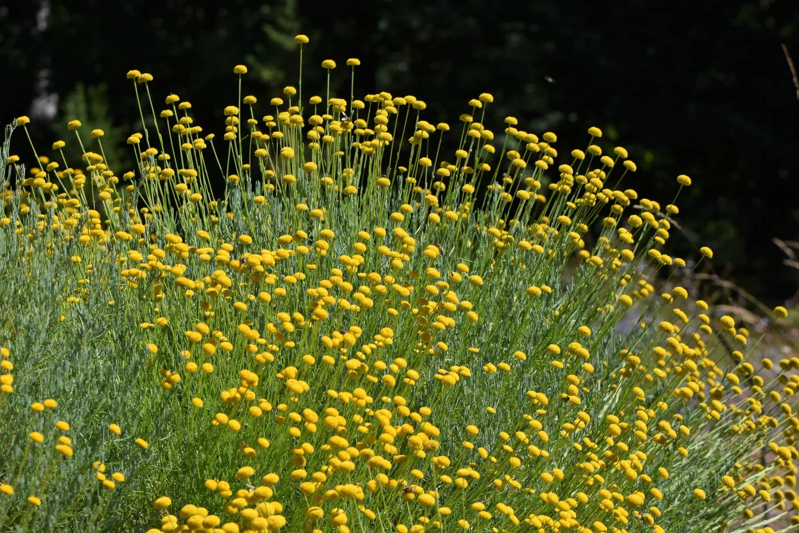 Green Lavender Cotton (Santolina Rosmarinifolia) — perennial / shrub for full; lending itself seamlessly to water-wise garden designs