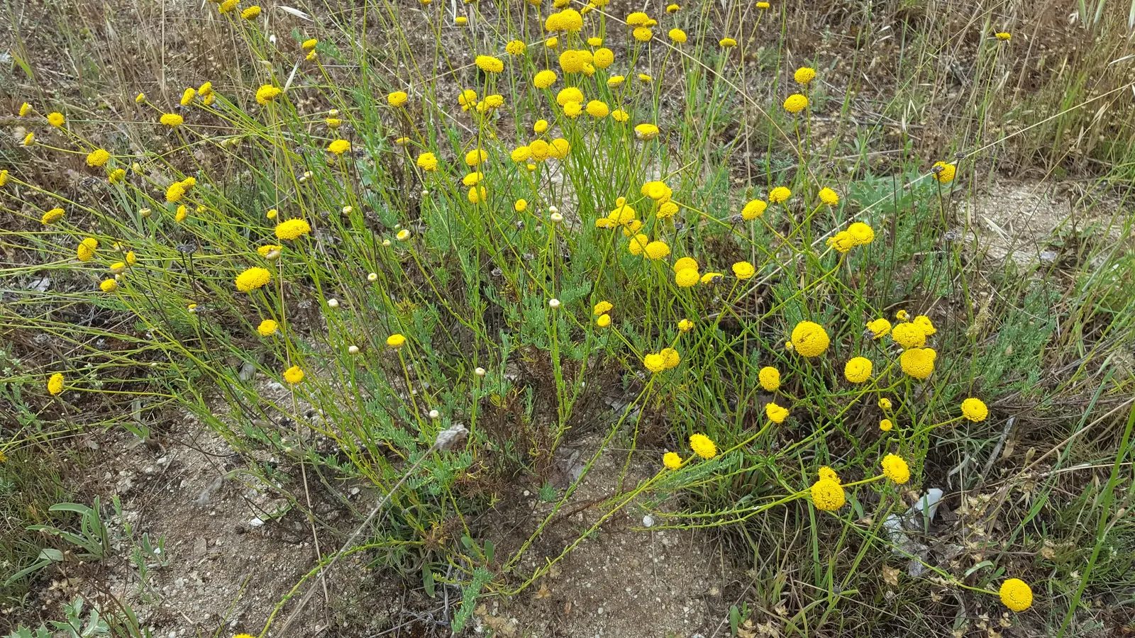 Green Lavender Cotton (Santolina Rosmarinifolia) — yellow flowers in the garden