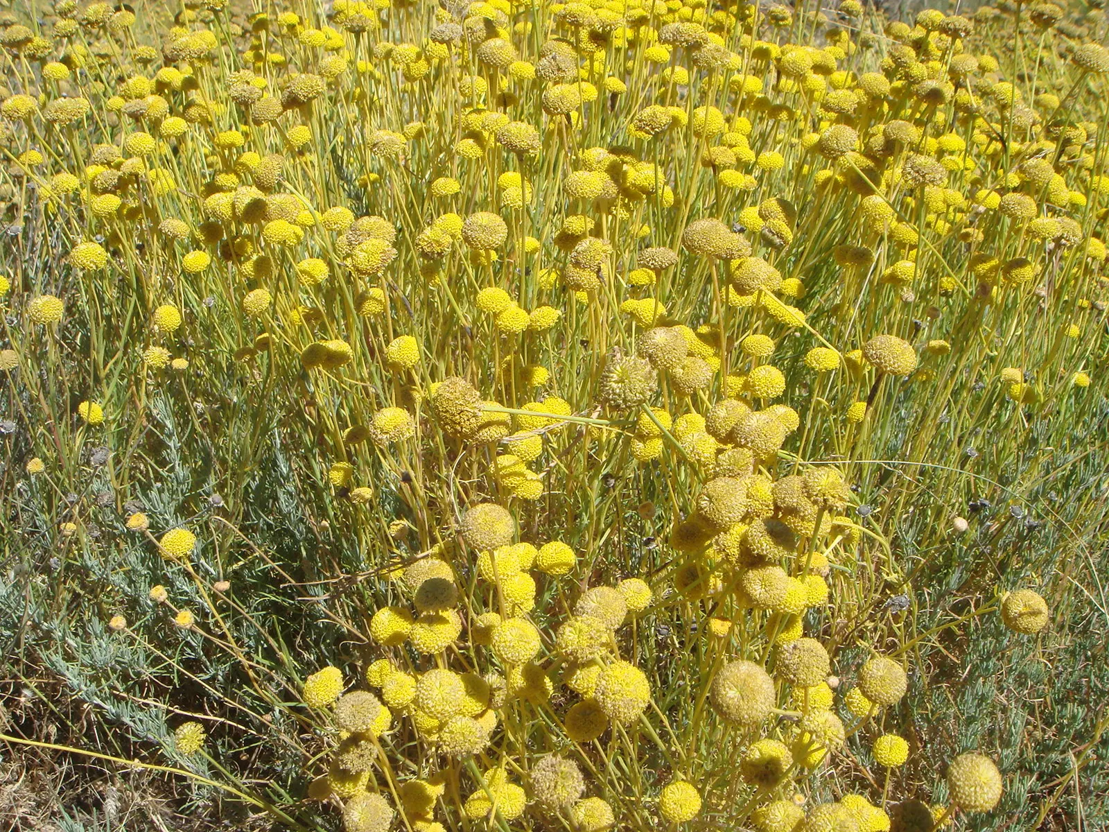 Green Lavender Cotton (Santolina Rosmarinifolia) — scientifically designated as Santolina rosmarinifolia