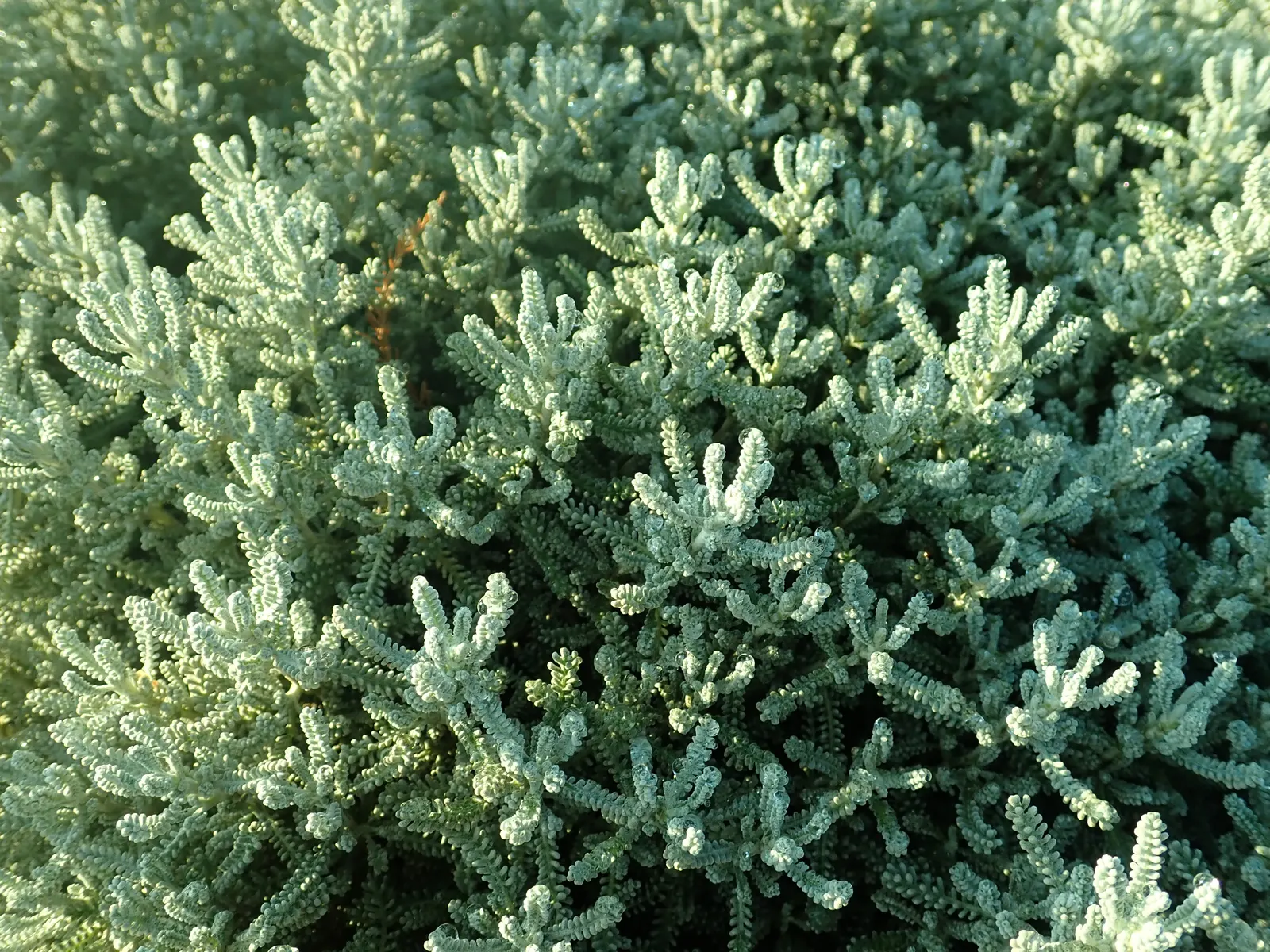 Green Lavender Cotton (Santolina Rosmarinifolia) — The leaves emit a pleasant scent when bruised
