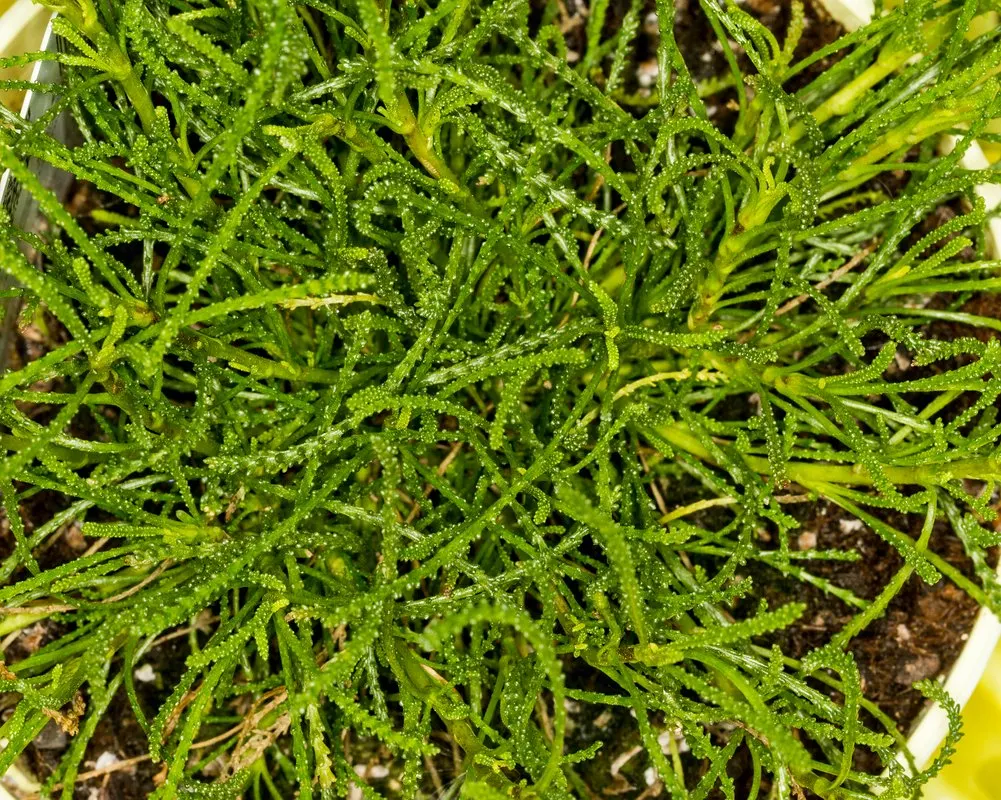 Green Lavender Cotton (Santolina Rosmarinifolia) — plant Santolina rosmarinifolia in well-drained soils; it is particularly tolerant of dry; is an evergreen