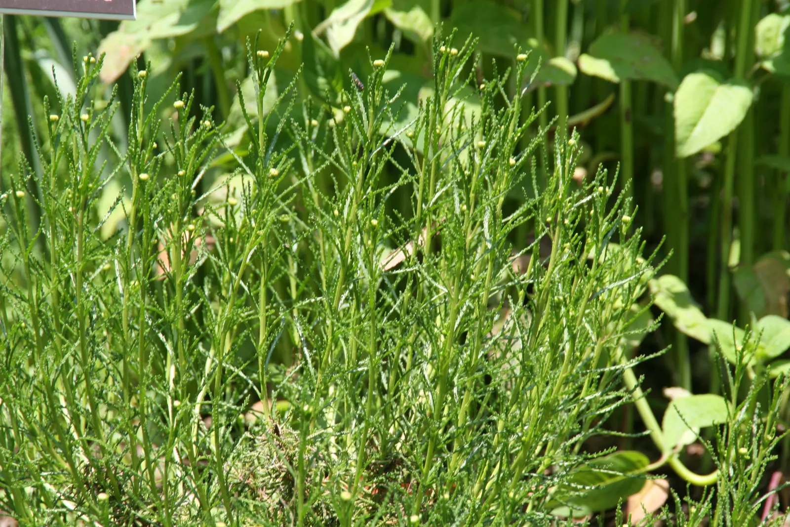 Green Lavender Cotton (Santolina Rosmarinifolia) — needle-like leaves resembling rosemary; lending itself seamlessly to water-wise garden designs