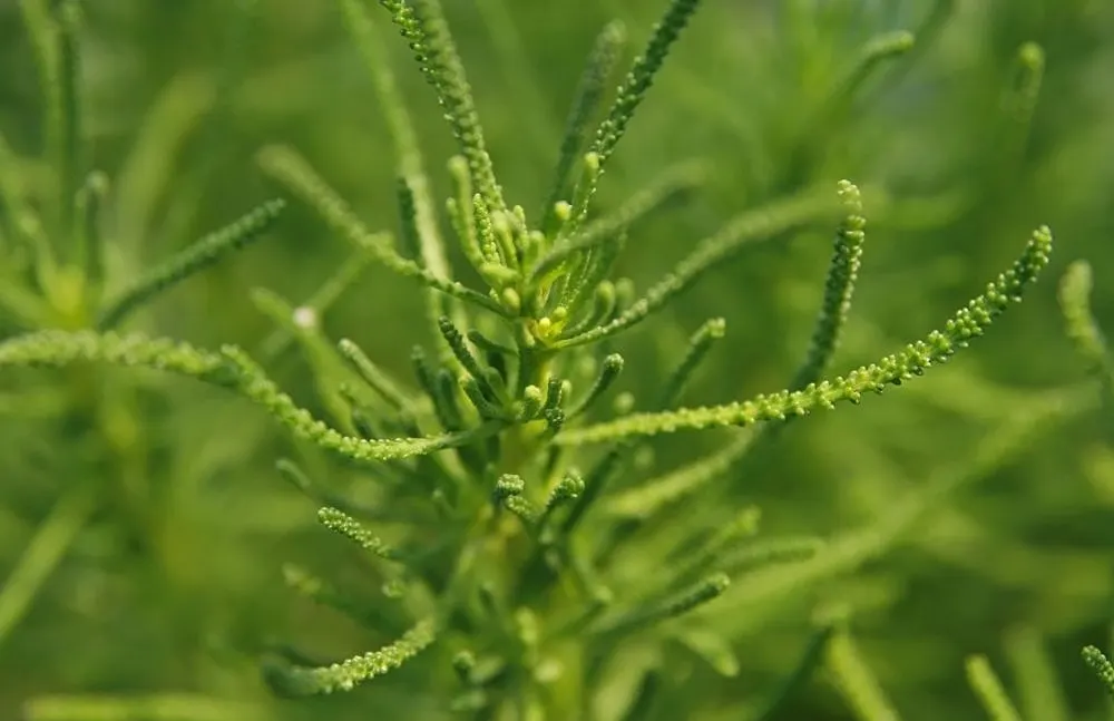 Green Lavender Cotton (Santolina Rosmarinifolia) — It prefers full sun and well-drained soil; plant Santolina rosmarinifolia in well-drained soils; it is