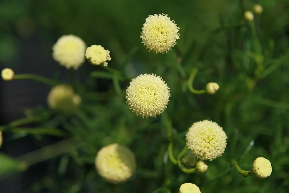 Green Lavender Cotton (Santolina Rosmarinifolia) — It reaches 2-3 feet in height and spreads 3-4 feet wide; is an evergreen subshrub that brings a touch of