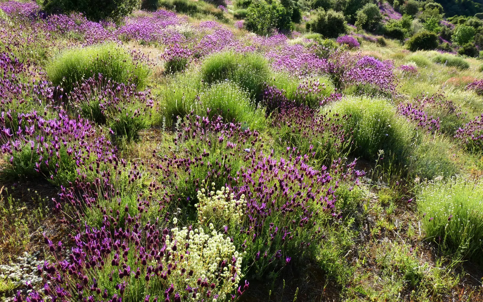 Green Lavender Cotton (Santolina Rosmarinifolia) — This hardy plant aligns well with xeriscaping principles and complements other drought-tolerant, image 52