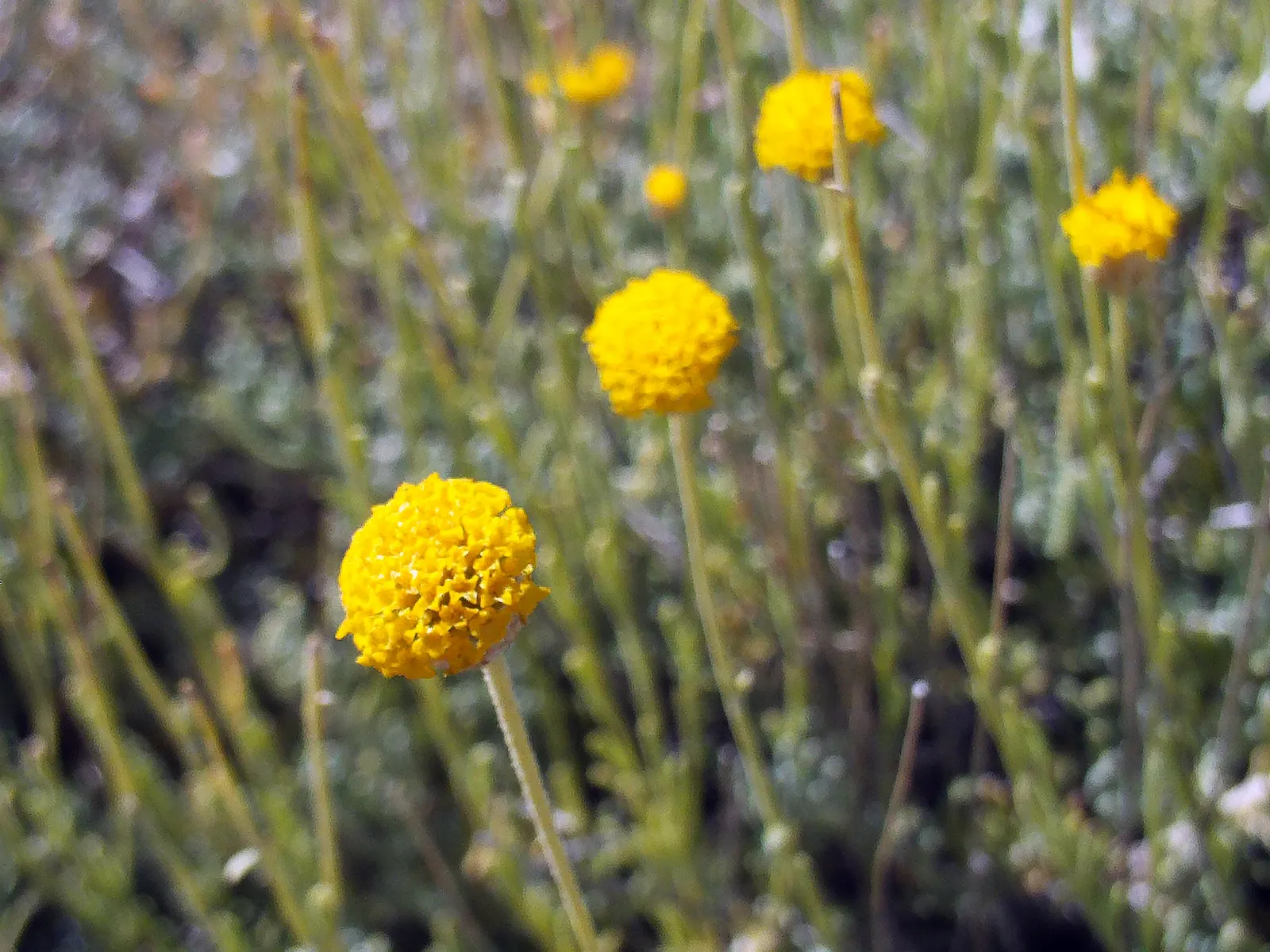 Green Lavender Cotton (Santolina Rosmarinifolia) — scientifically designated as Santolina rosmarinifolia; is an evergreen subshrub that brings a touch of