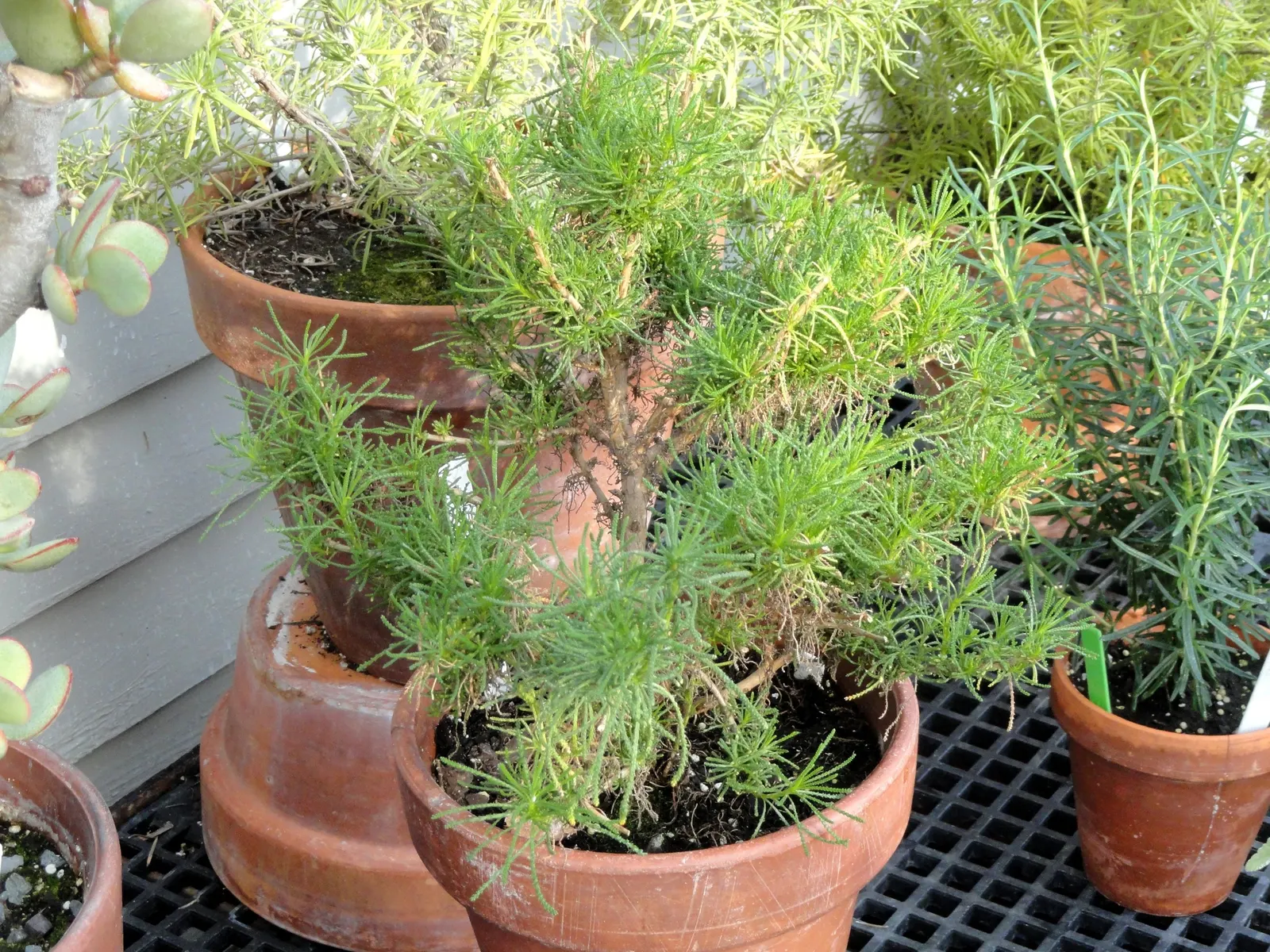 Green Lavender Cotton (Santolina Rosmarinifolia) — This Mediterranean native boasts fine; plant Santolina rosmarinifolia in well-drained soils; it is