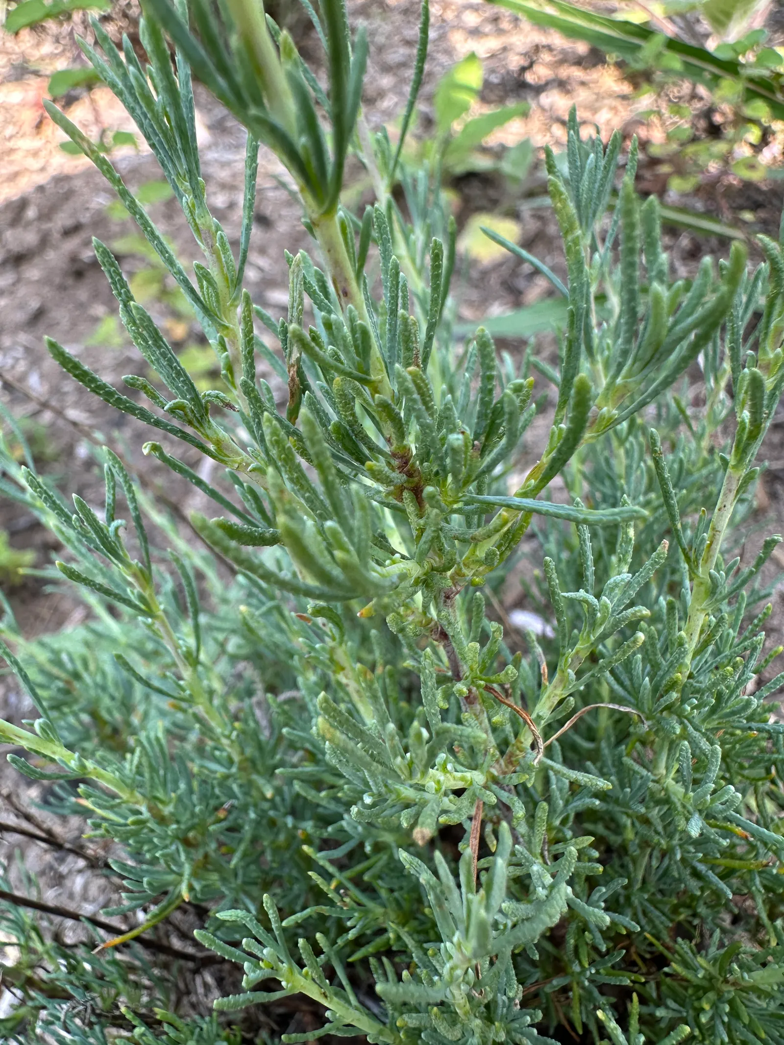 Green Lavender Cotton (Santolina Rosmarinifolia) — making it an excellent selection for gardens in areas with high deer populations