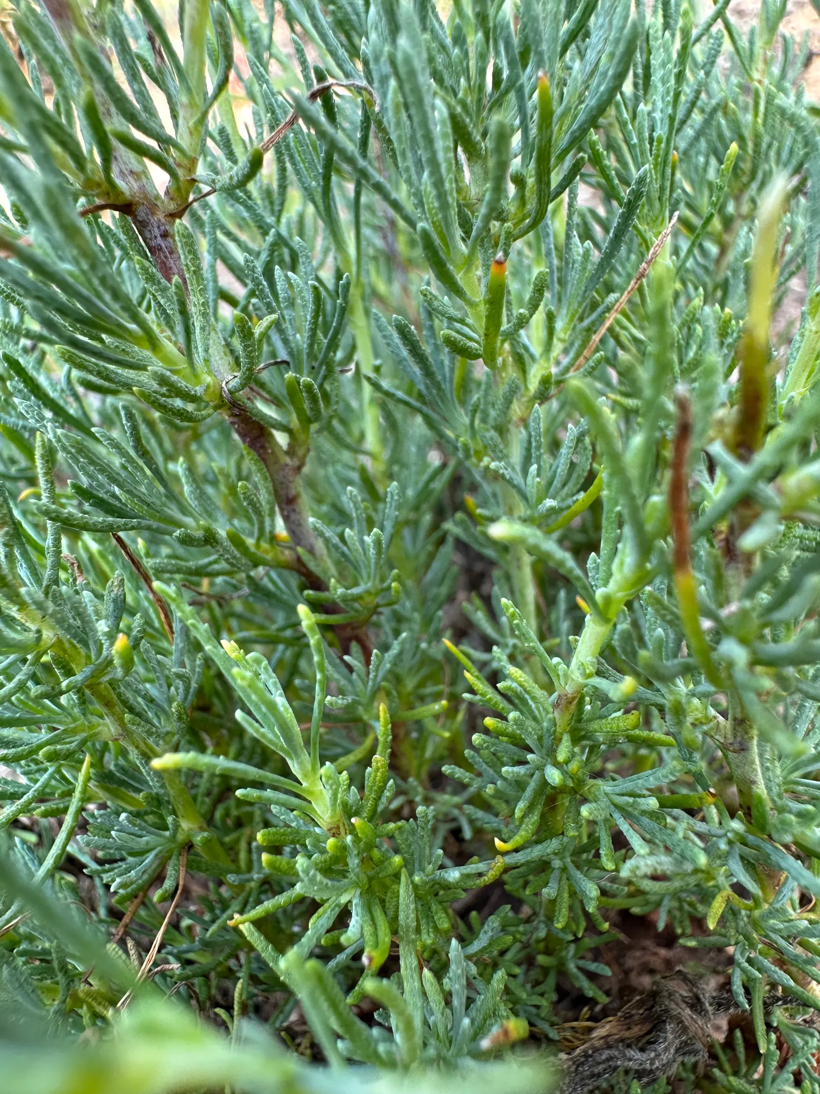 Green Lavender Cotton (Santolina Rosmarinifolia) — Green Lavender Cotton thrives in USDA Hardiness Zones 6 to 9; lending itself seamlessly to water-wise garden