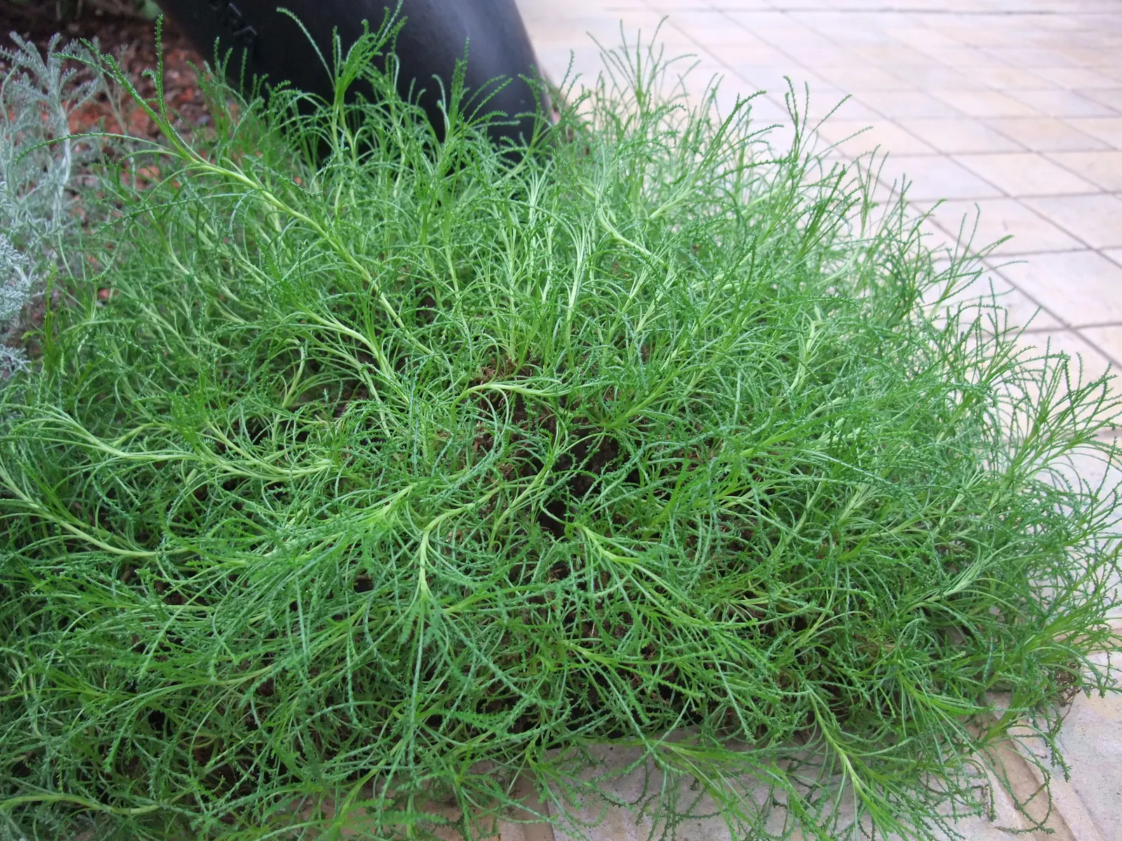 Green Lavender Cotton (Santolina Rosmarinifolia) — contributing to a compact and rounded form perfect for low hedges or border accents