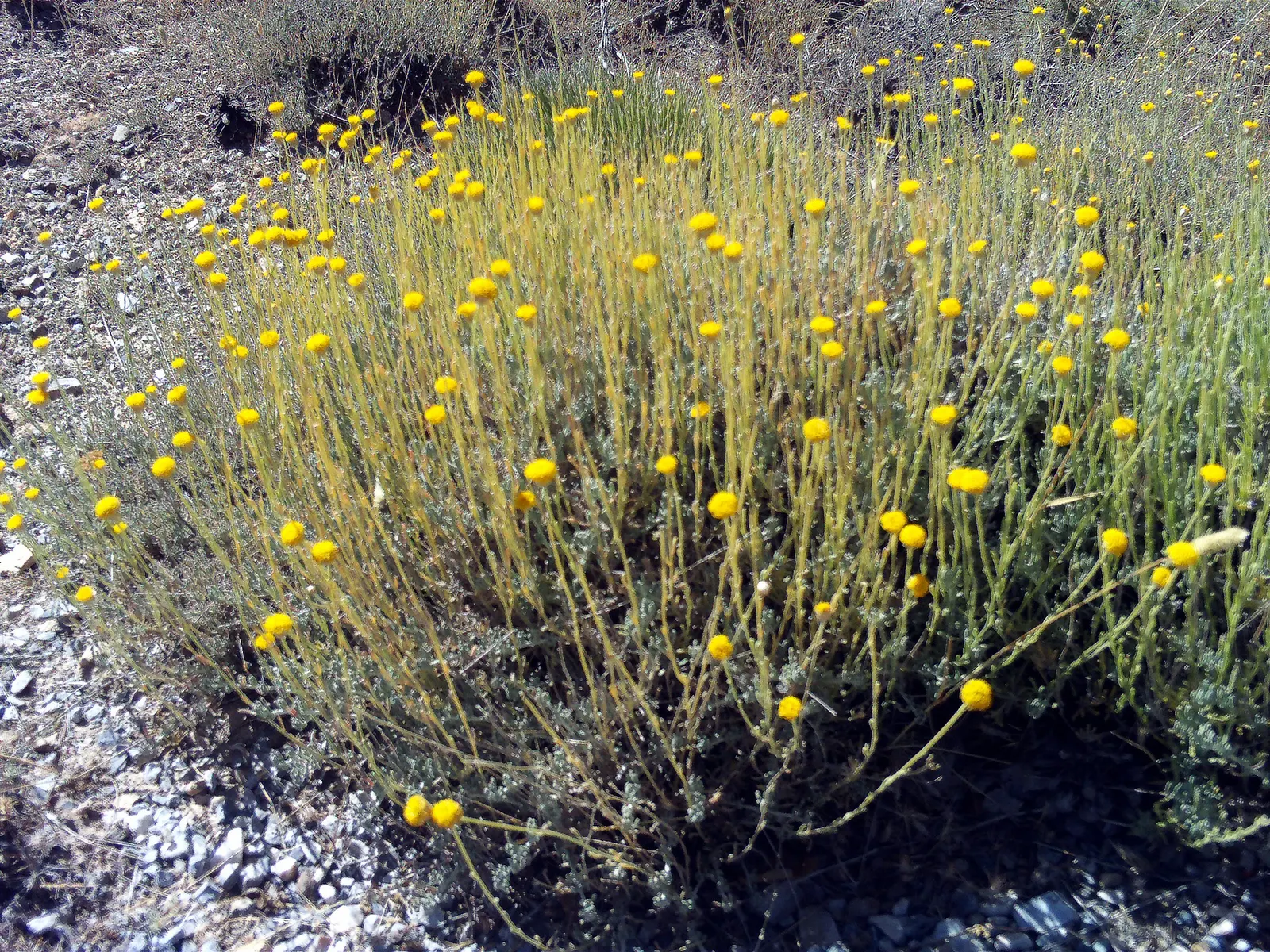 Green Lavender Cotton (Santolina Rosmarinifolia) — embodying drought resistance once established