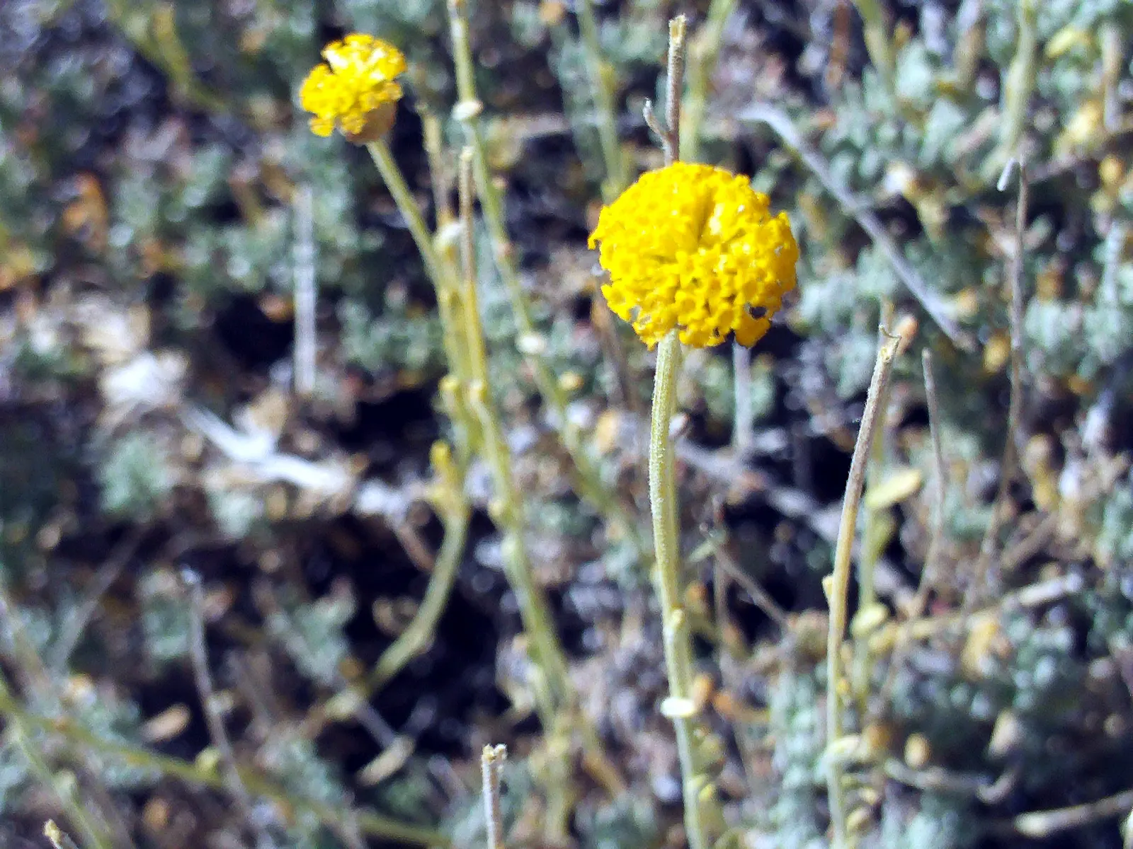 Green Lavender Cotton (Santolina Rosmarinifolia) — It reaches 2-3 feet in height and spreads 3-4 feet wide