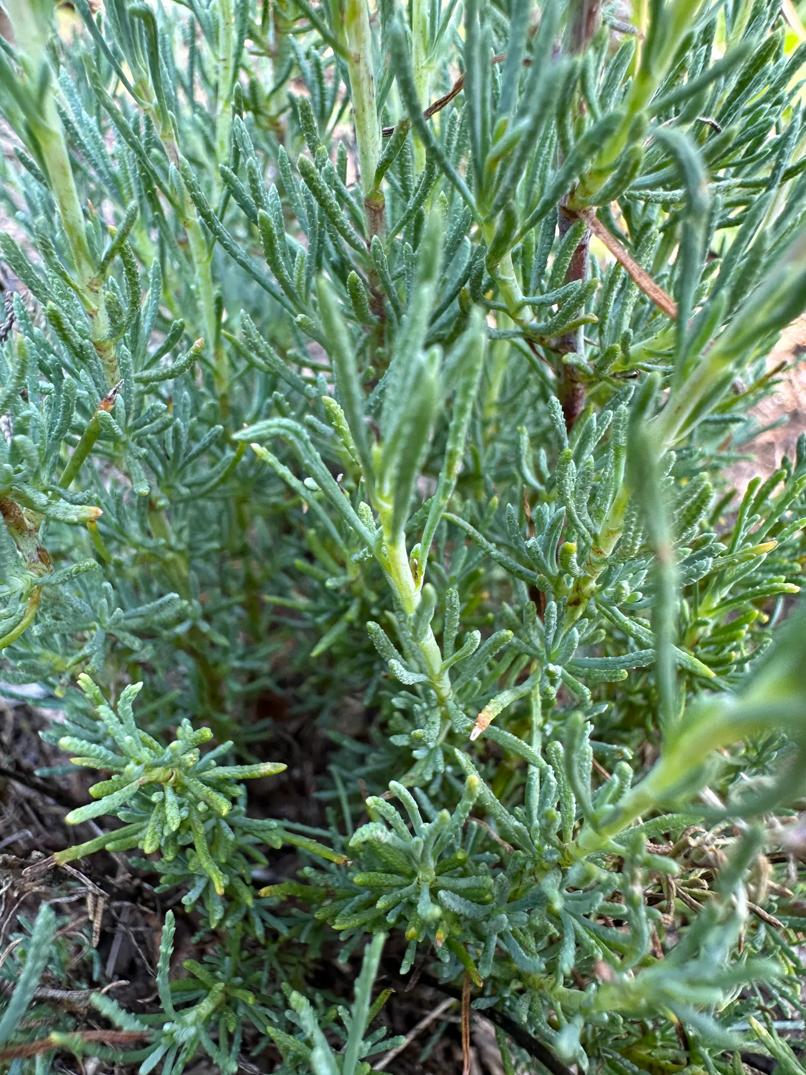 Green Lavender Cotton (Santolina Rosmarinifolia) — perennial / shrub for full