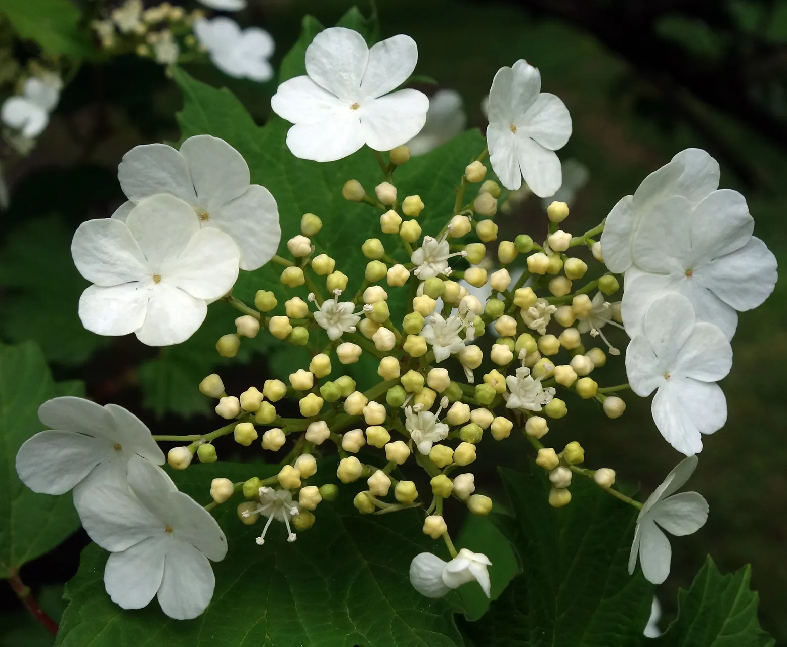 Sterile European Cranberry Bush (Viburnum Opulus 'Sterile') — it offers no fruit and has lobed
