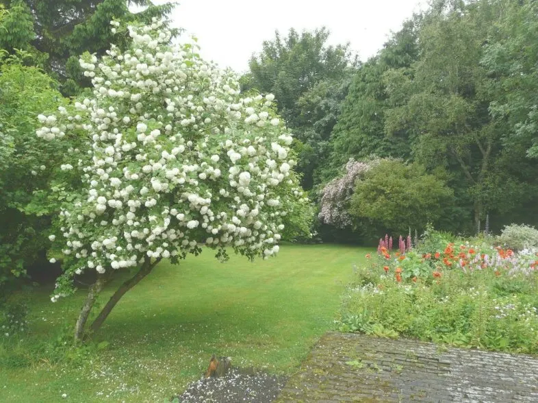 Sterile European Cranberry Bush (Viburnum Opulus 'Sterile') — Esteemed for its snowball-like clusters of white spring blossoms