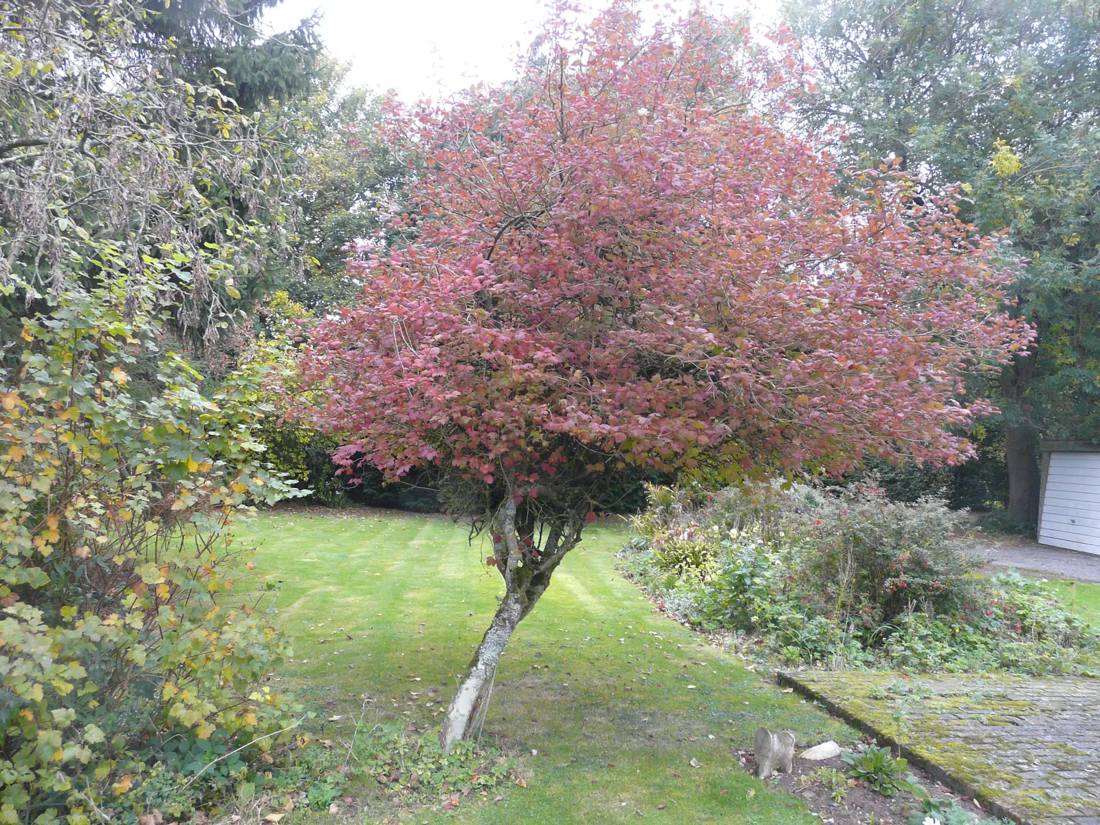 Sterile European Cranberry Bush (Viburnum Opulus 'Sterile') — maple-like green leaves that turn reddish-purple in fall
