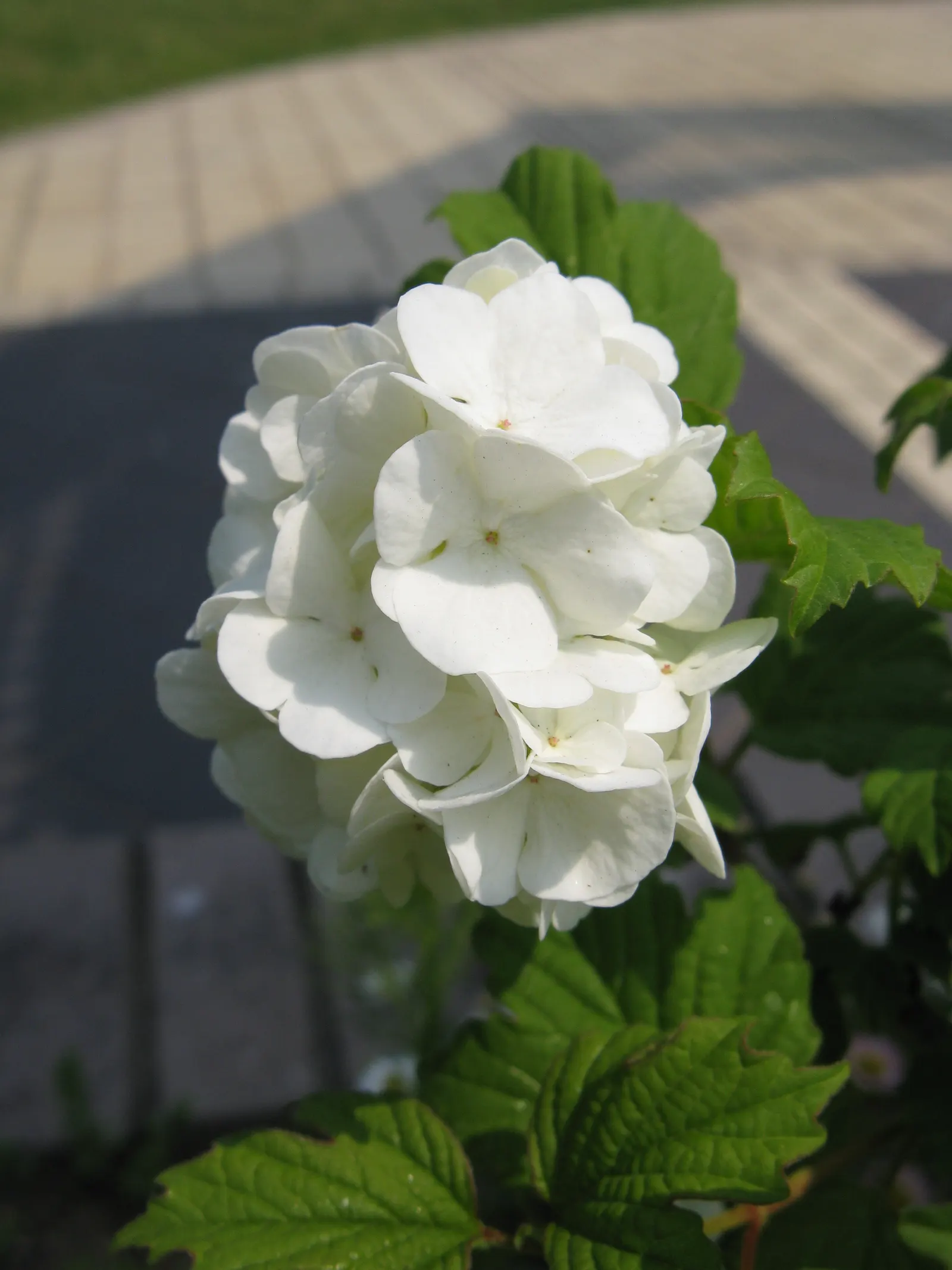Sterile European Cranberry Bush (Viburnum Opulus 'Sterile') — Thriving in full sun to part shade and adaptable to various soil types