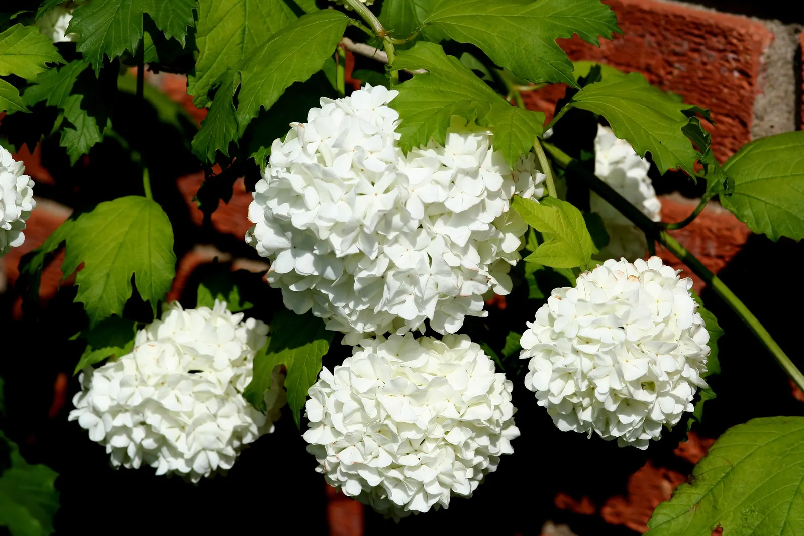 Sterile European Cranberry Bush (Viburnum Opulus 'Sterile') — is a deciduous shrub reaching 8-12 ft in height with equal spread