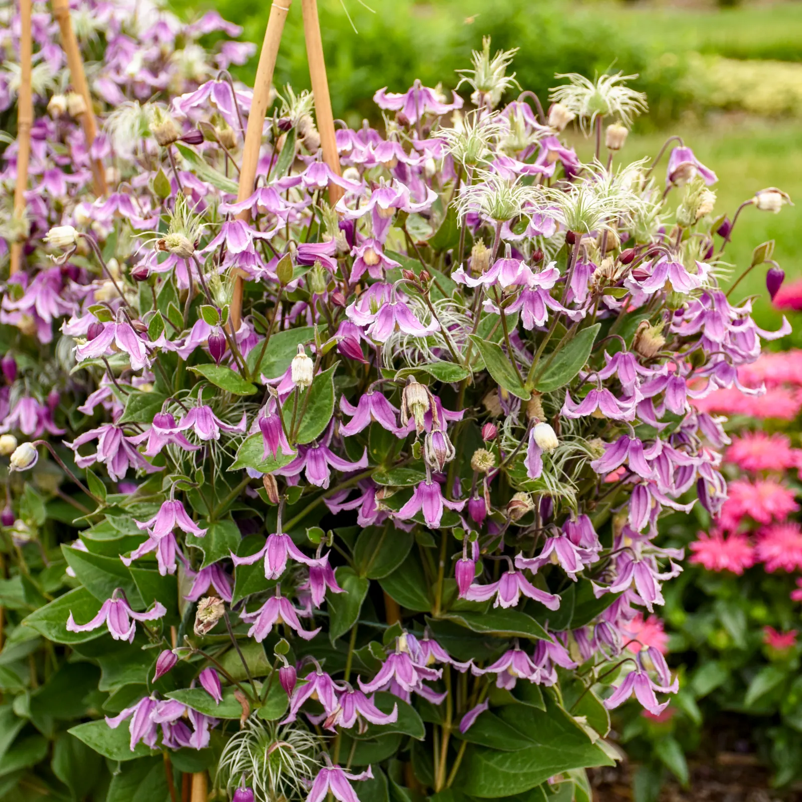'Stand by Me Pink' Bush Clematis (Clematis hybrid) — The Clematis hybrid 'Stand by Me Pink' is an upright herbaceous bush clematis with soft pink flowers