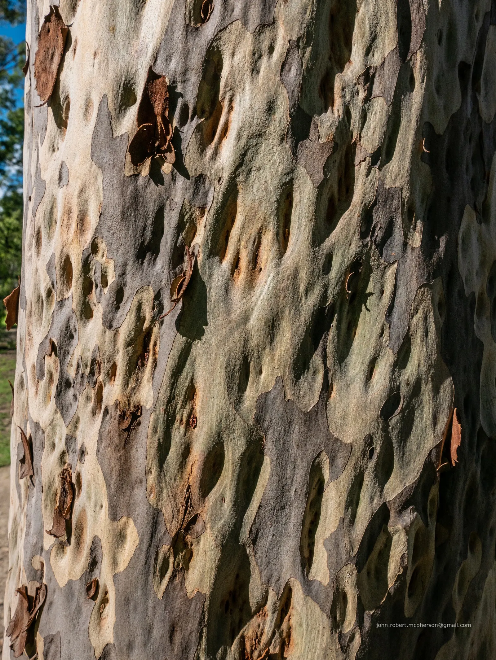 Spotted Gum (Eucalyptus Maculata) — mottled bark and grand stature