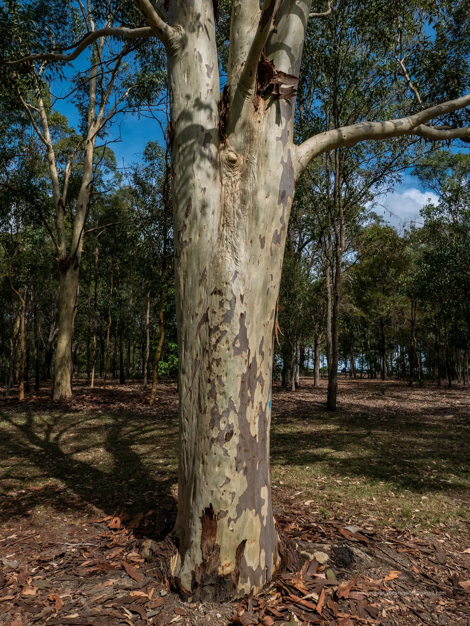 Spotted Gum (Eucalyptus Maculata) — Its lance-shaped leaves and white flowers add to its allure; making it a low-maintenance option once established