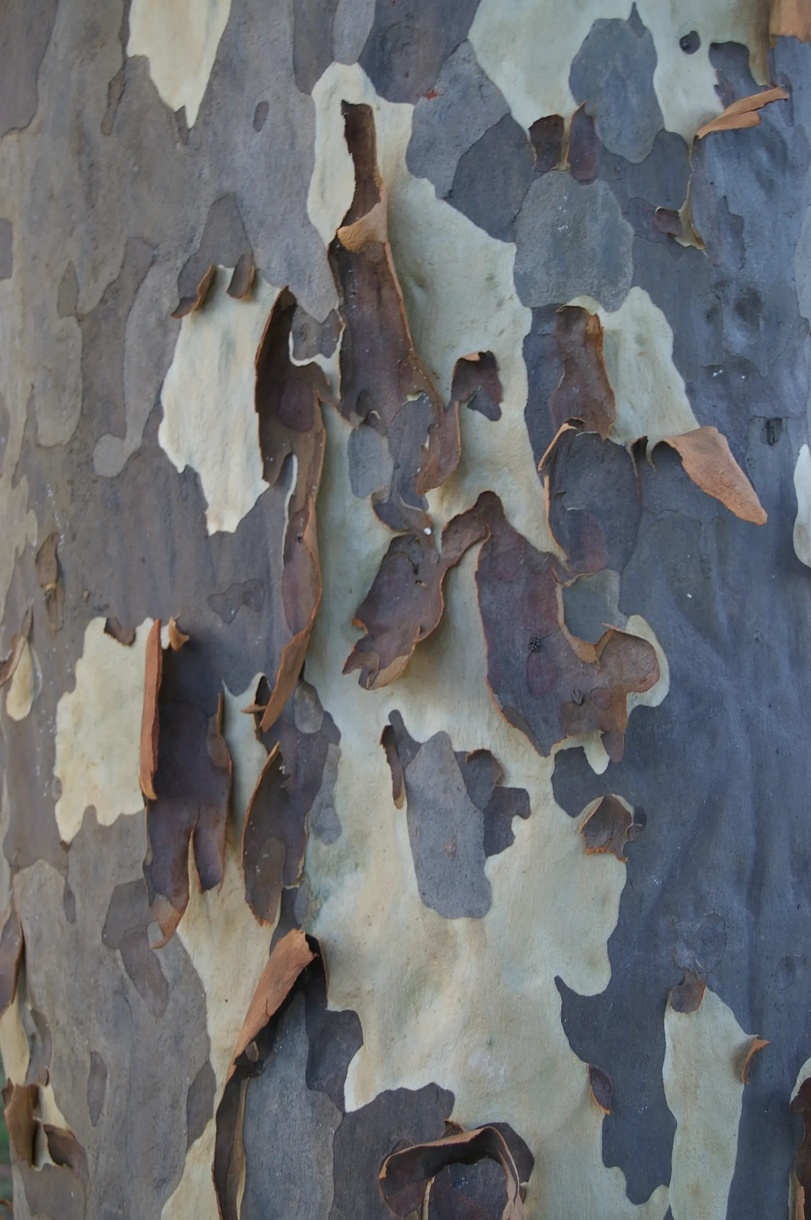 Spotted Gum (Eucalyptus Maculata) — white flowers that offer nectar