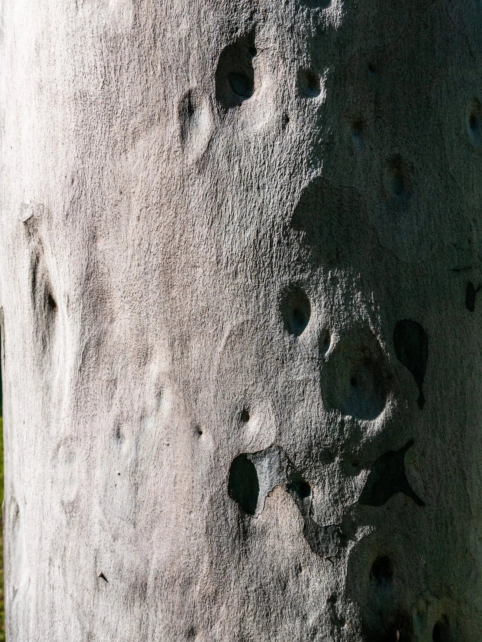 Spotted Gum (Eucalyptus Maculata) — It's essential to allow enough space for the root system to develop