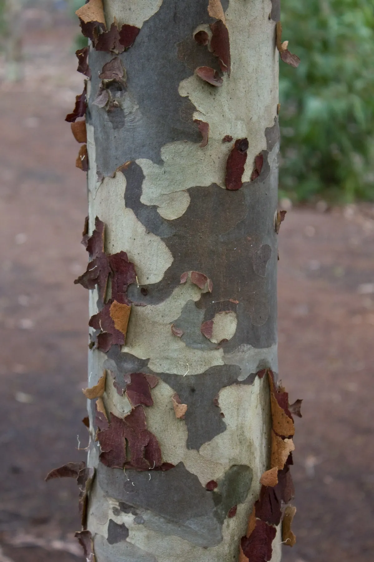 Spotted Gum (Eucalyptus Maculata) — this eucalyptus thrives in well-drained soils and full sun; mottled bark and grand stature