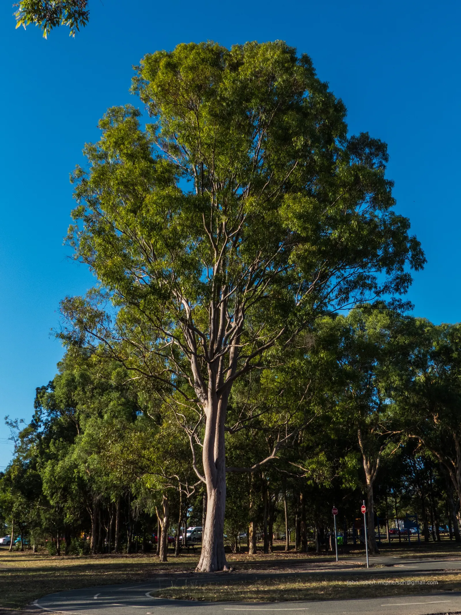 Spotted Gum (Eucalyptus Maculata) — recommending a distance of at least 20-30 feet from structures for uninterrupted growth