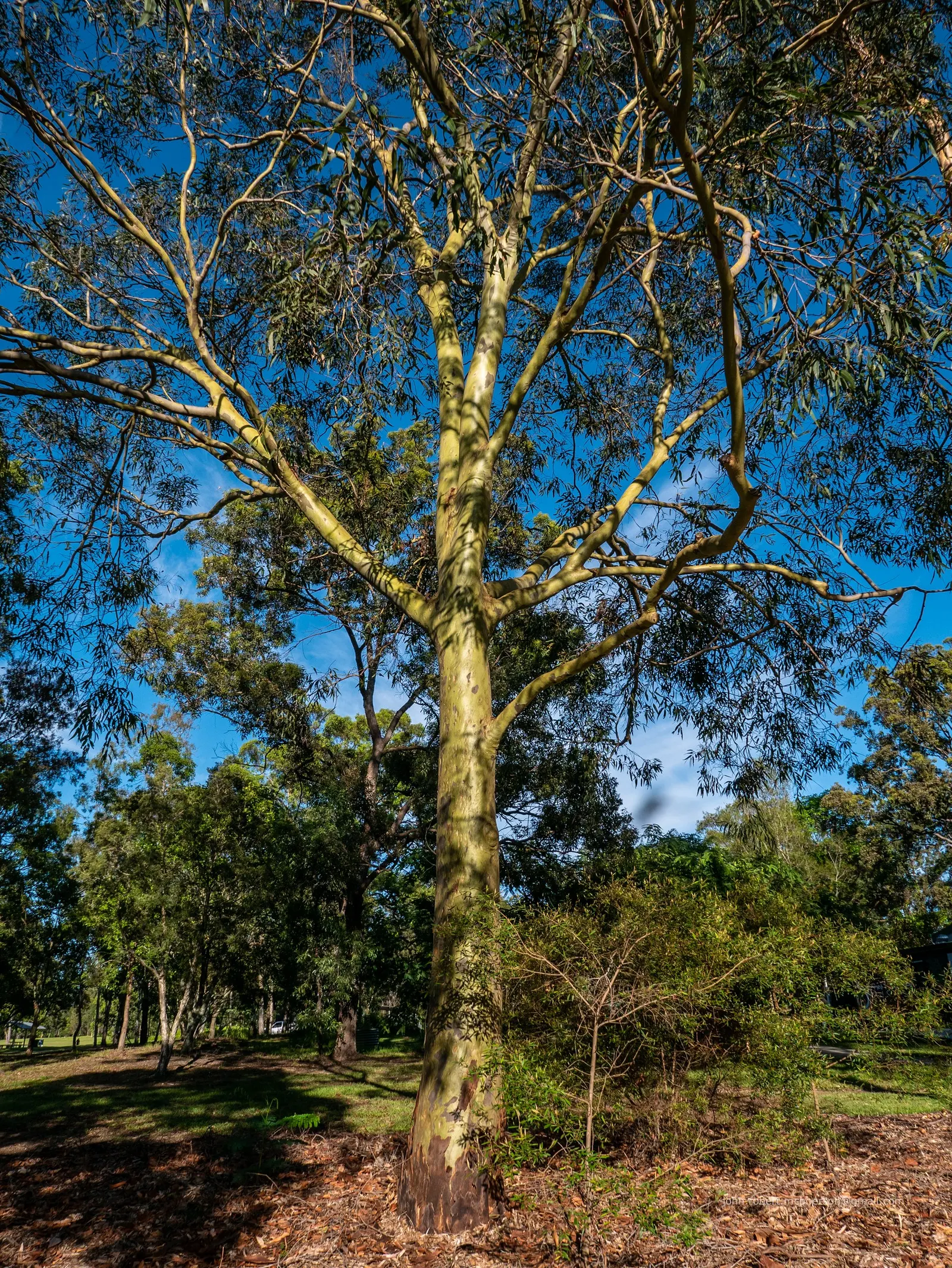 Spotted Gum (Eucalyptus Maculata) — attracting a variety of local wildlife and beneficial insects