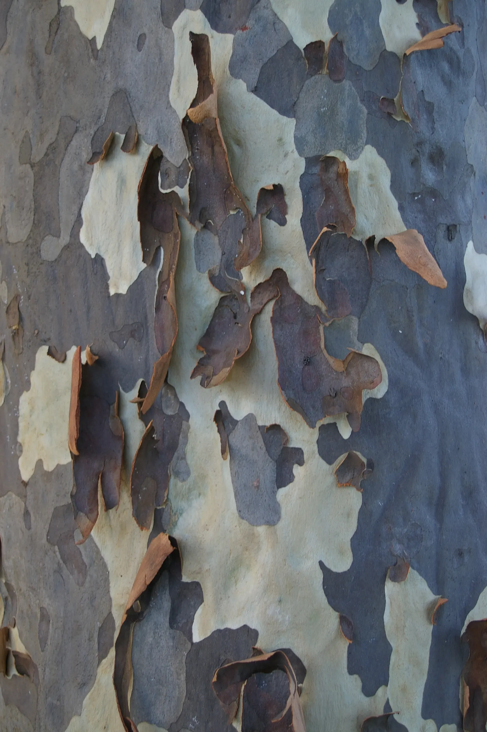 Spotted Gum (Eucalyptus Maculata) — This native Australian species can reach impressive heights of up to 150 feet